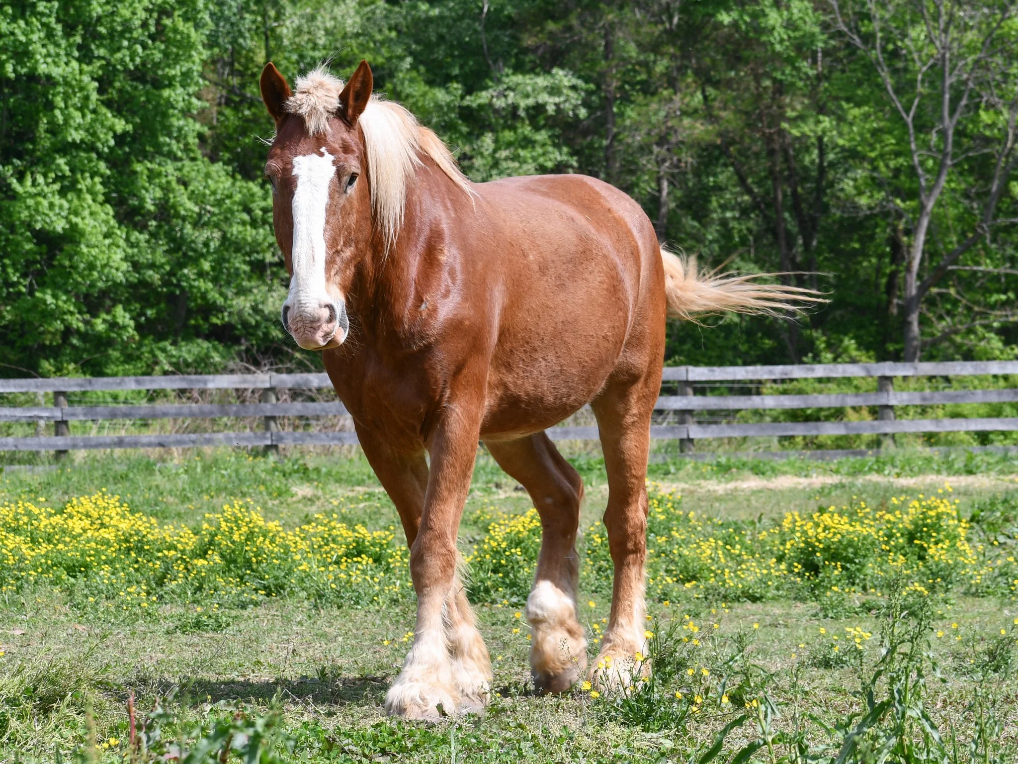 Chex