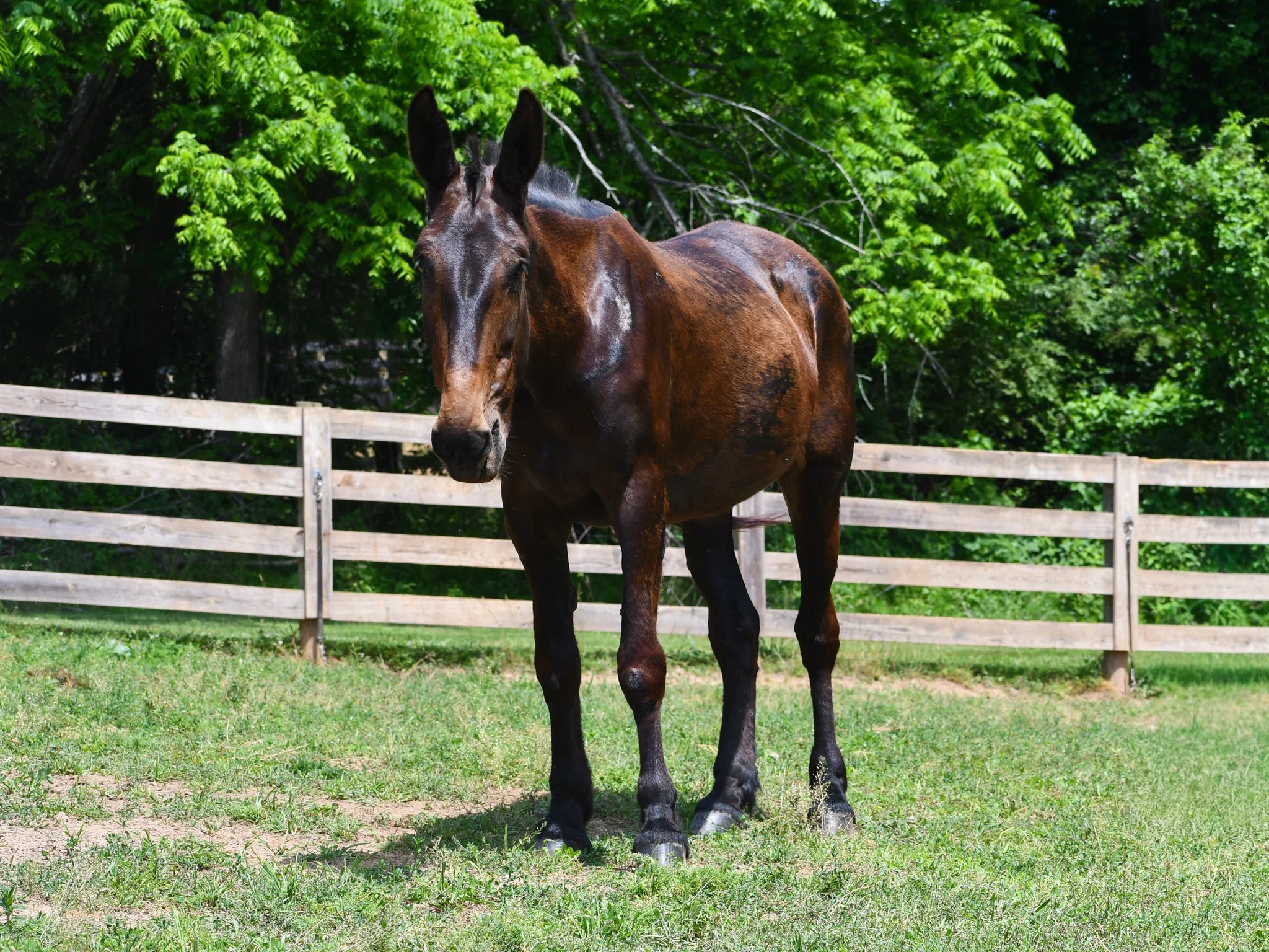 Cora