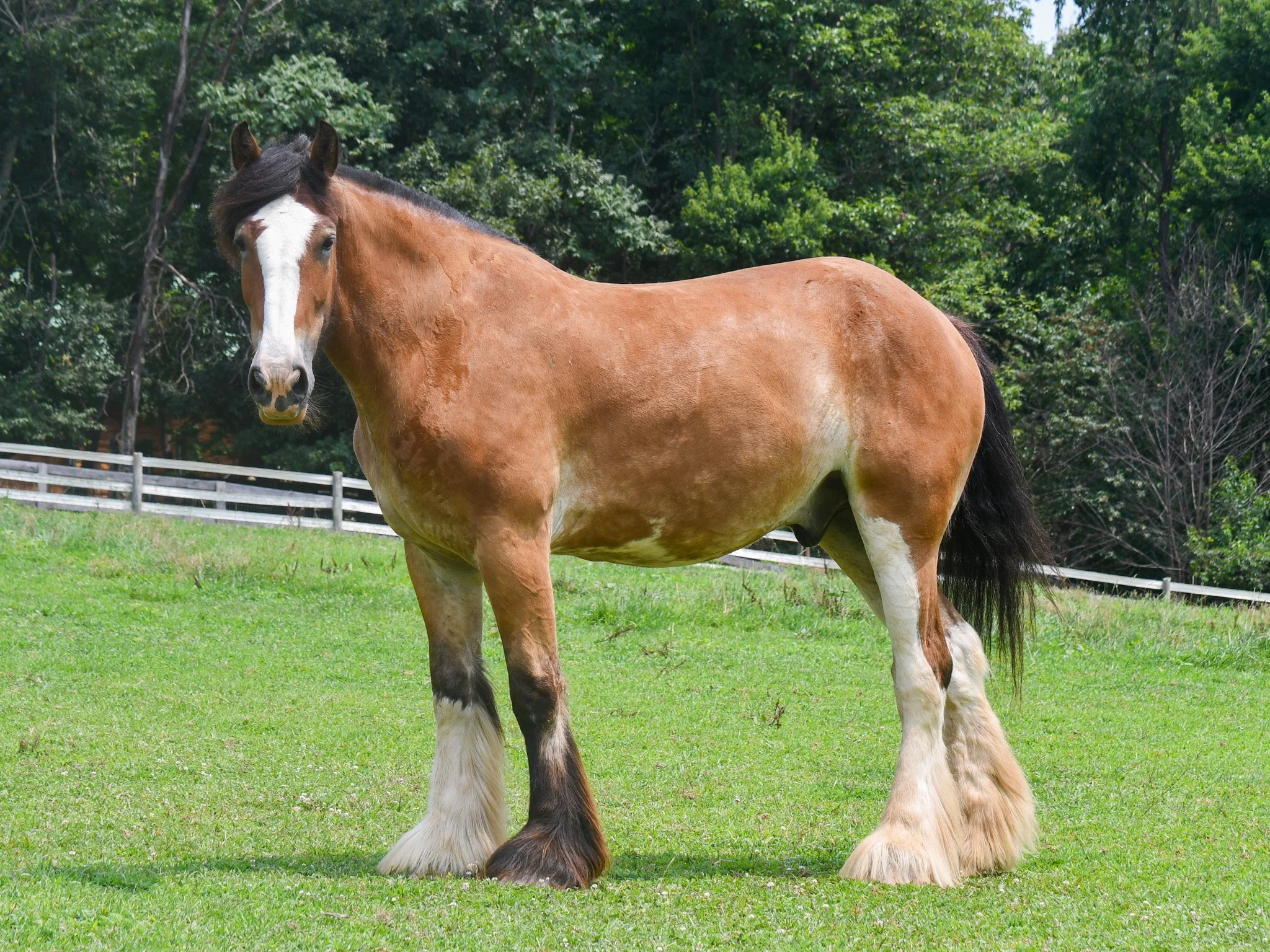 Teo