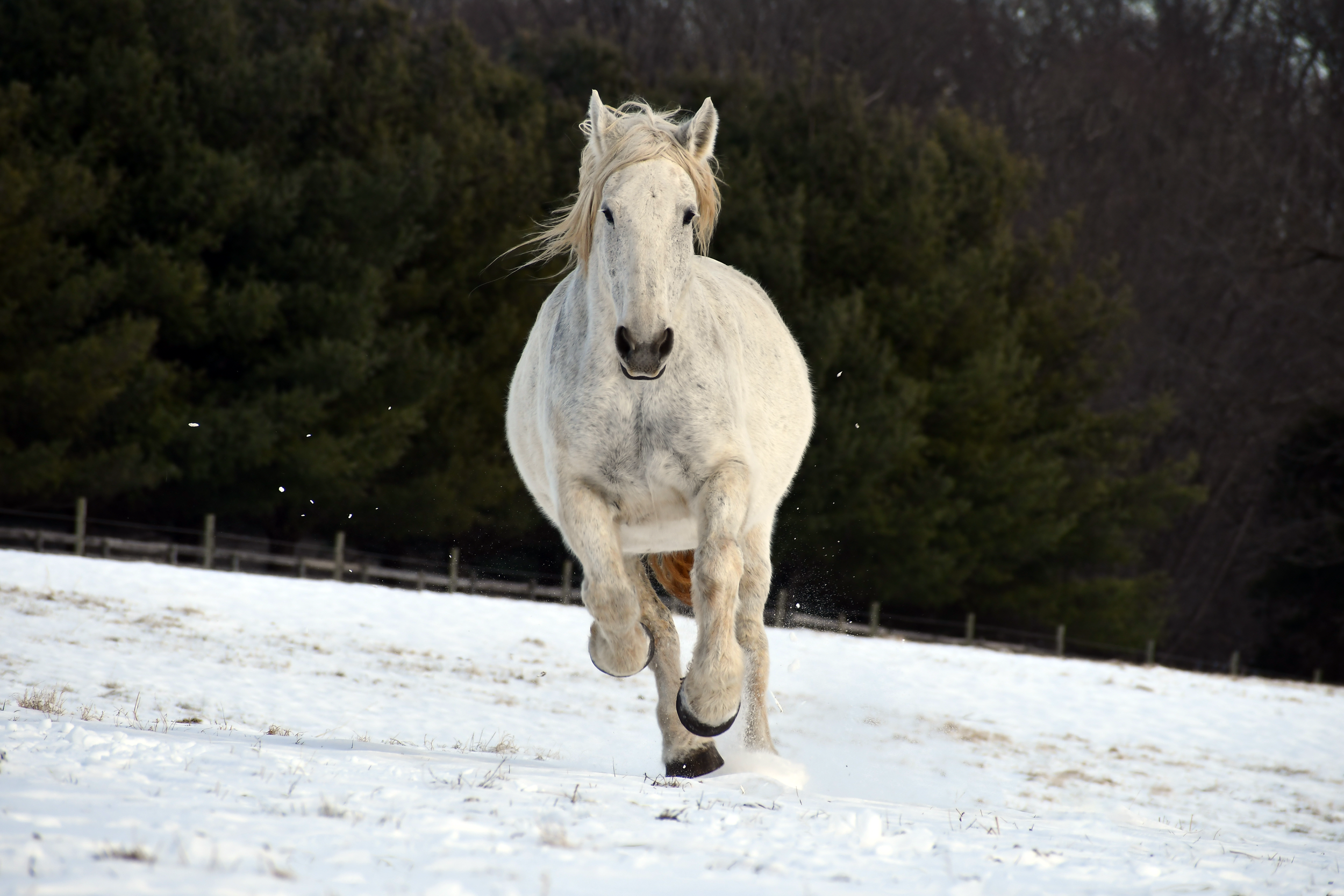 2025 xmas card draft 2.png