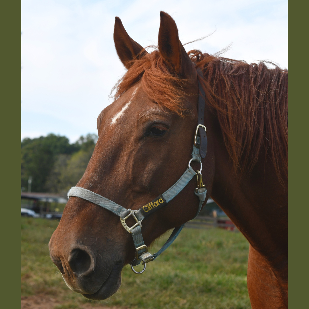 clifford halter tag.png