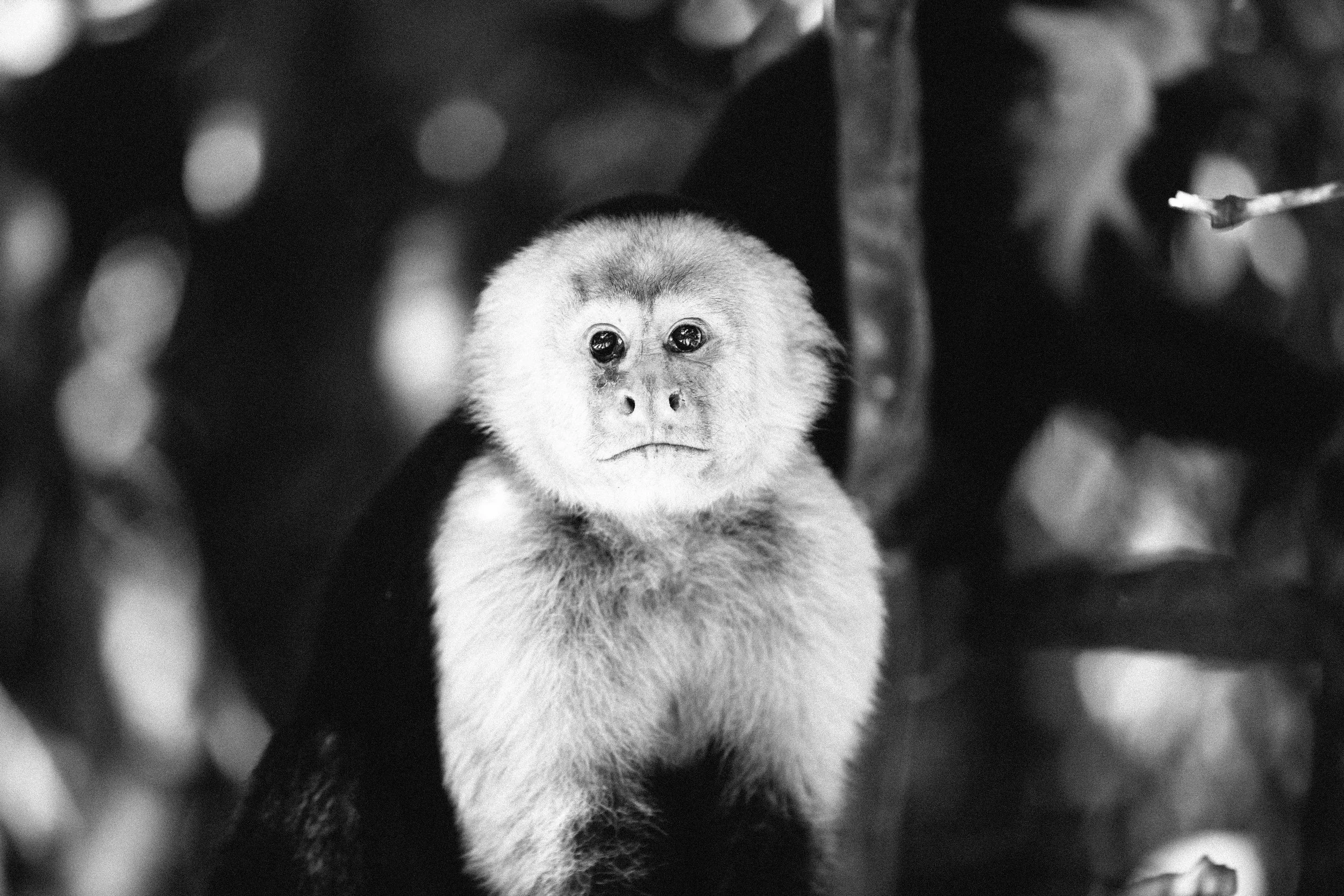 Capuchin 4.jpg