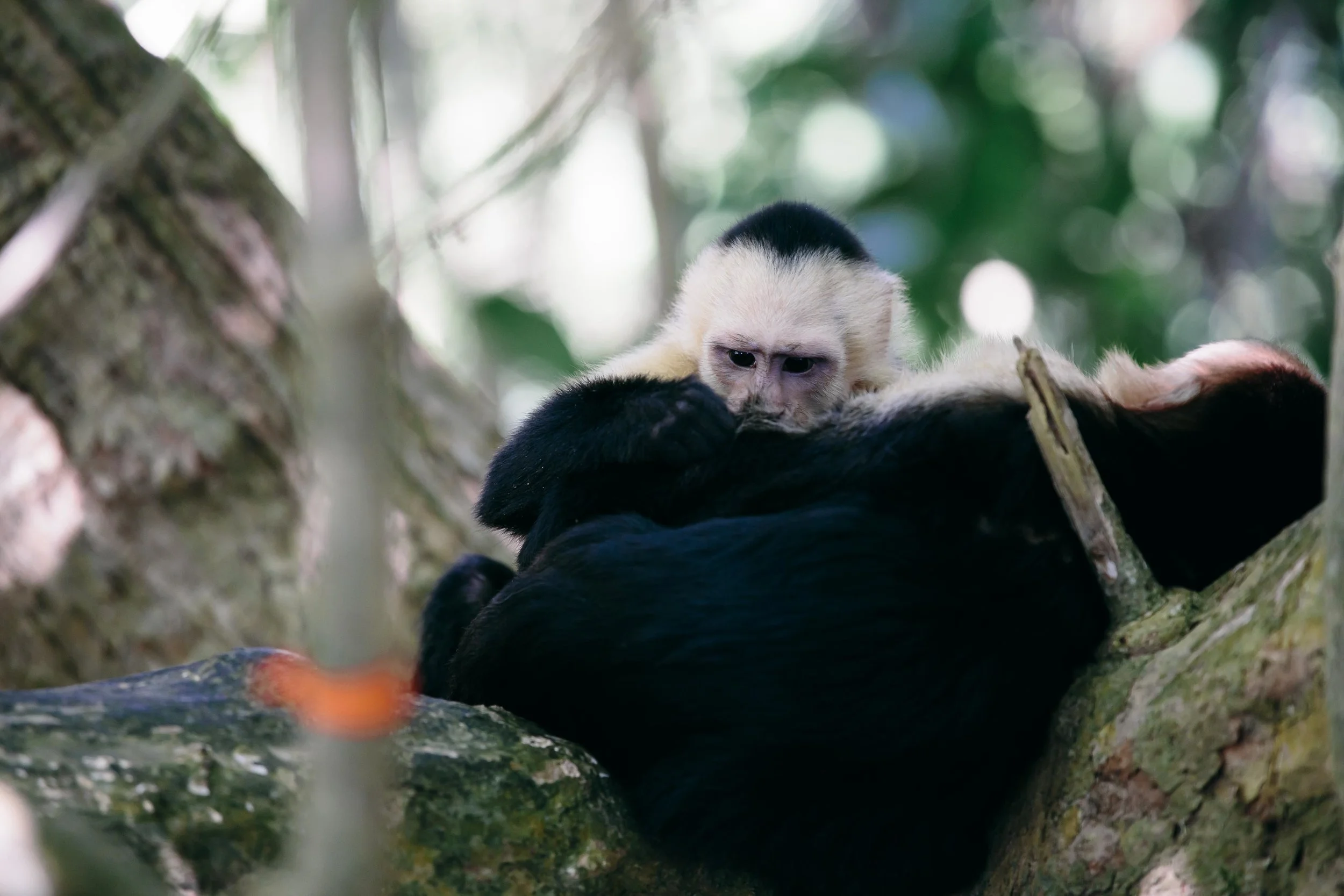 Intense Capuchin.jpg