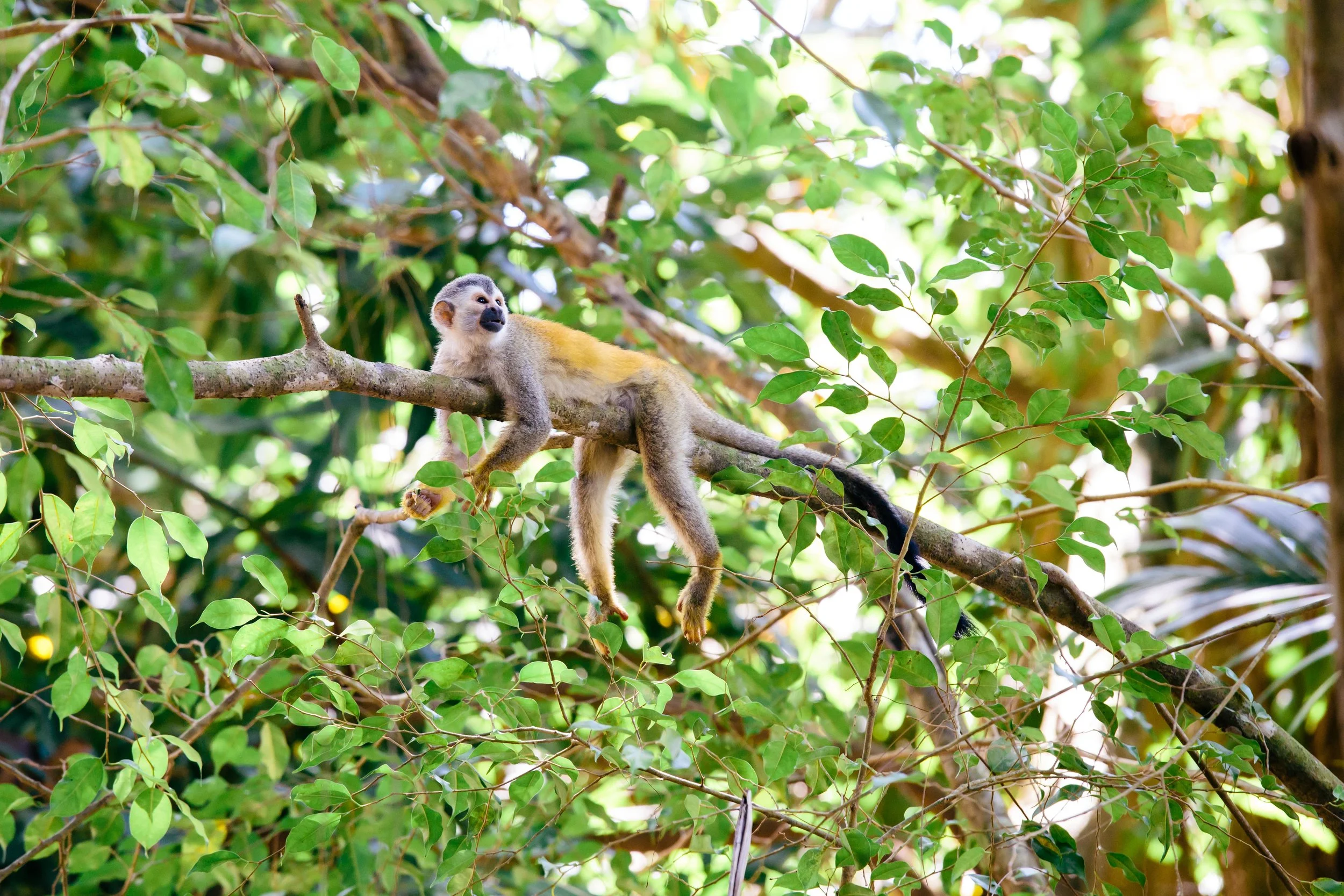 Squirrel 4.jpg