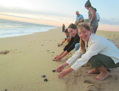 7turtlerelease.jpg