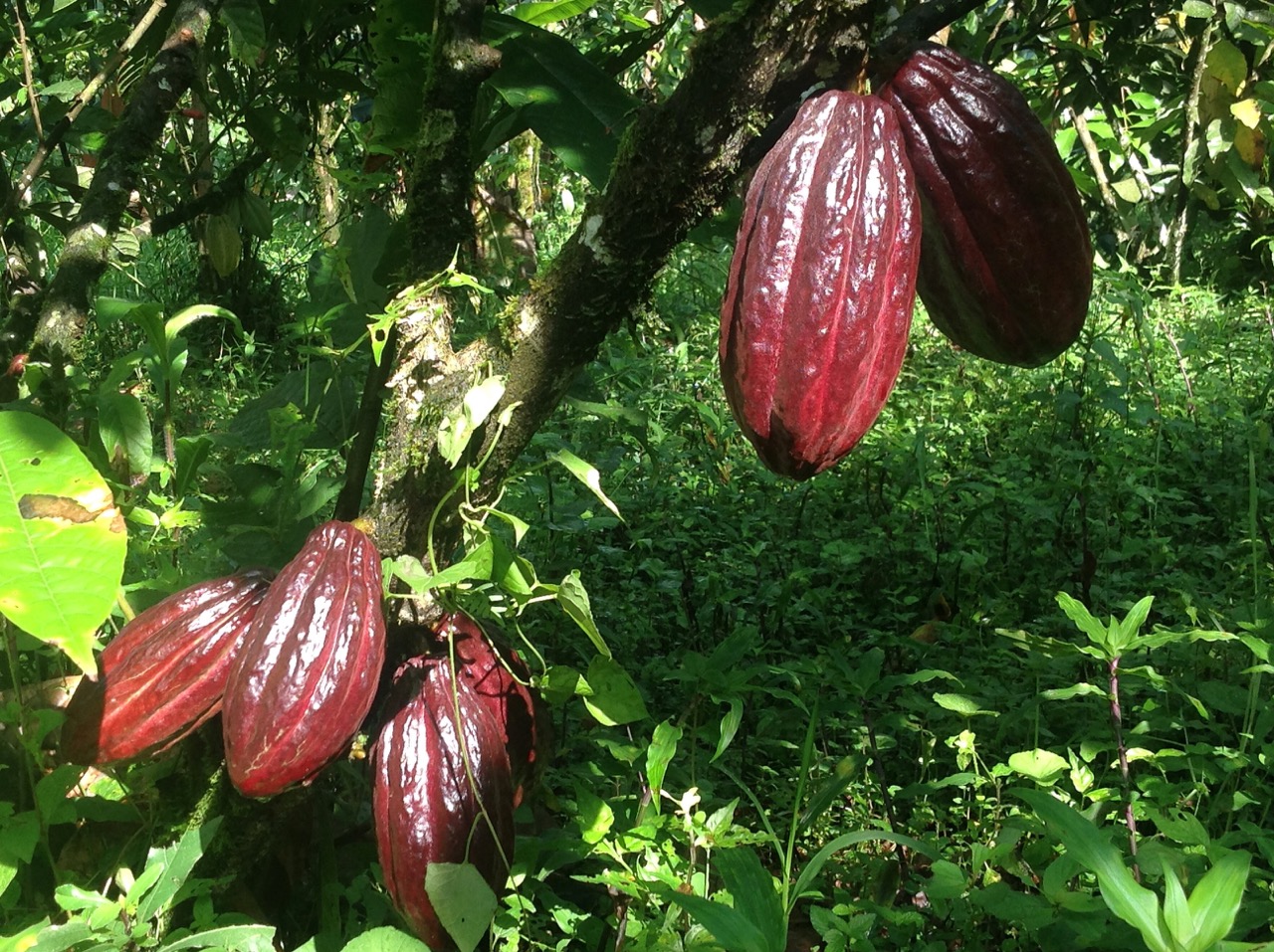 Cacaotree.jpeg