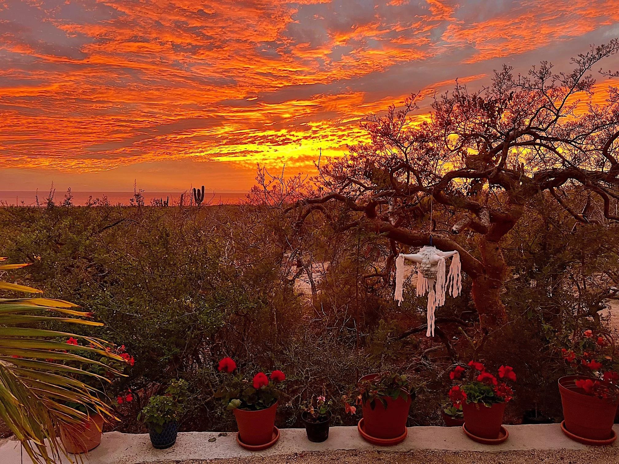 Desert landscape at sunset with vibrant orange and yellow sky, cacti and desert bushes, and potted flowering plants on a ledge in the foreground. A decorated white cloth hangs from a tree branch.