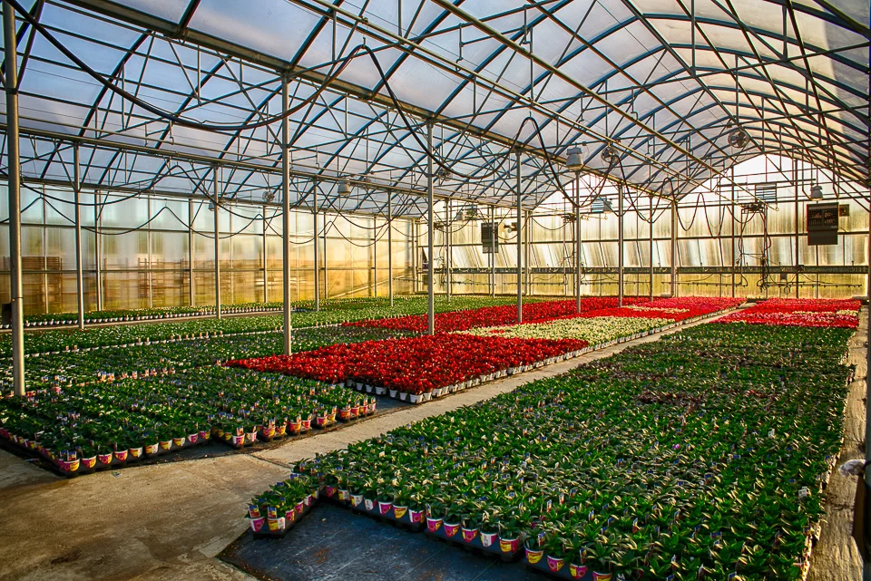forrest hall farm flowers greenhouse-1.jpg