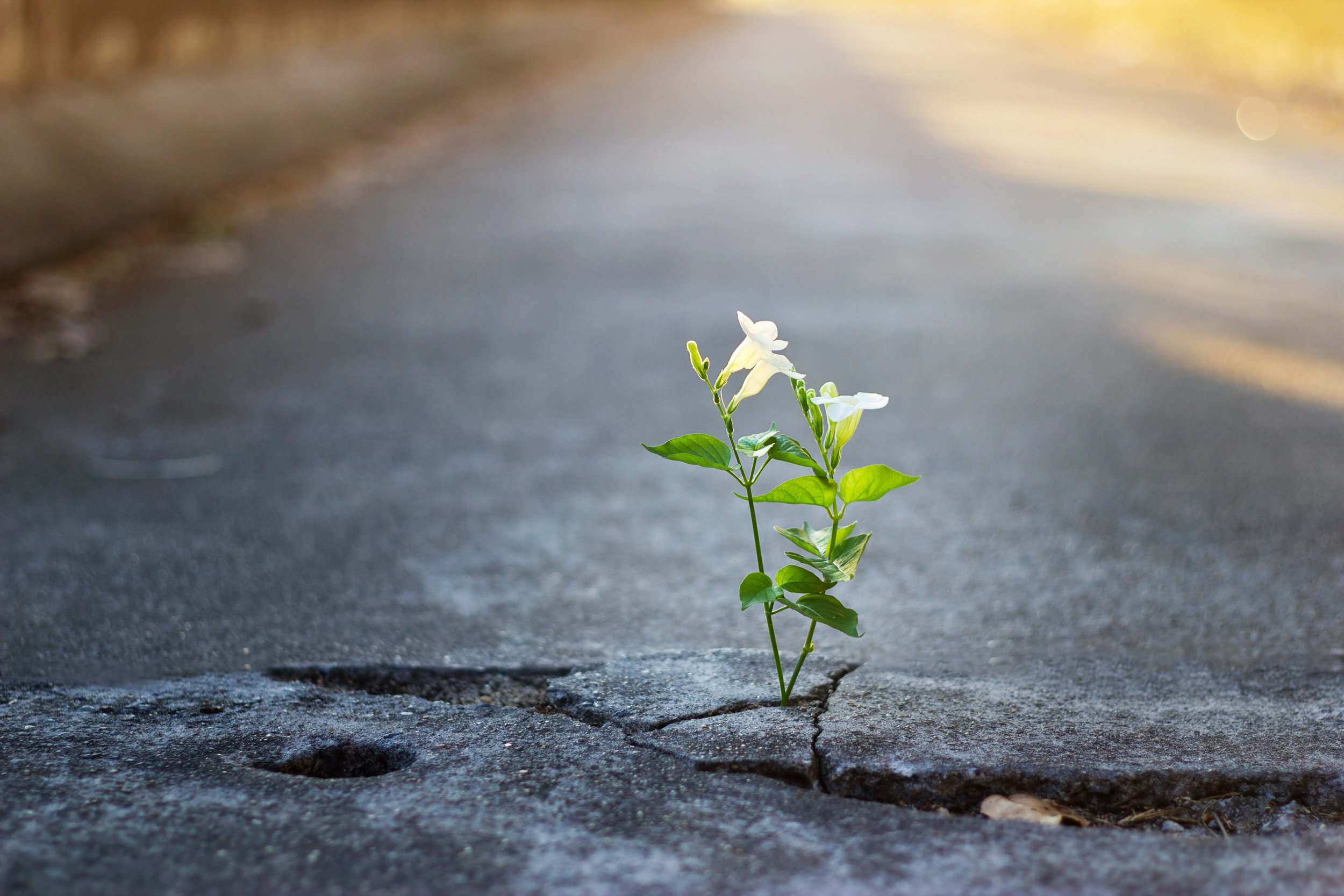 white-flower-growing-on-crack-street,-soft-focus-638139214_4500x3000.jpeg