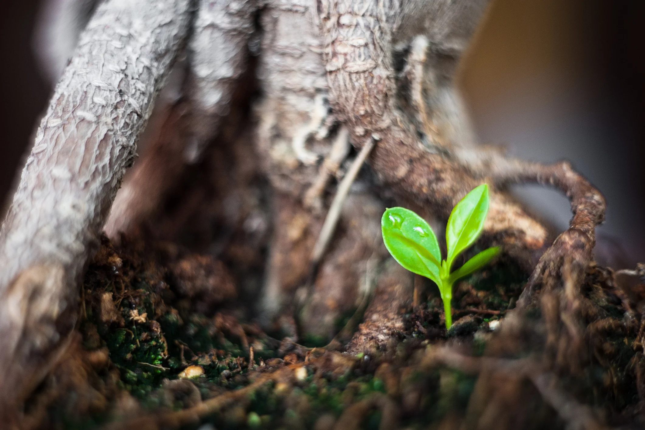 New-life---small-tree-483748118_3865x2577.jpeg