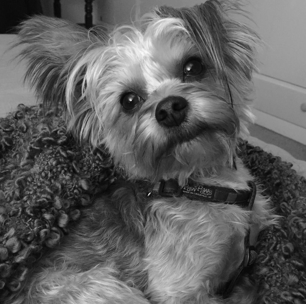 OLLIE THE CFO (CHIEF FUN OFFICER)
