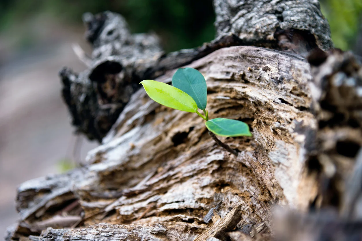 iStock-537789575.jpg