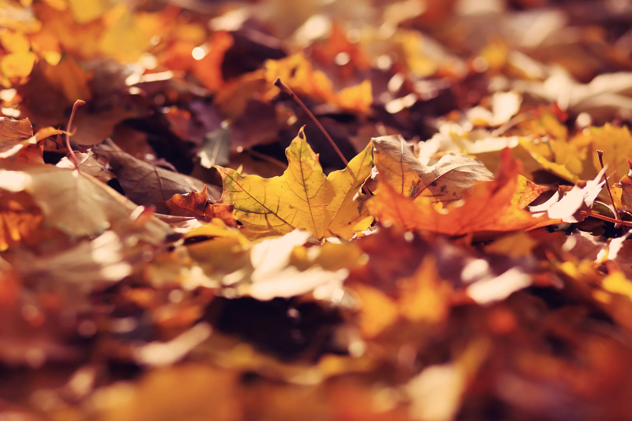 iStock-618840658.jpg