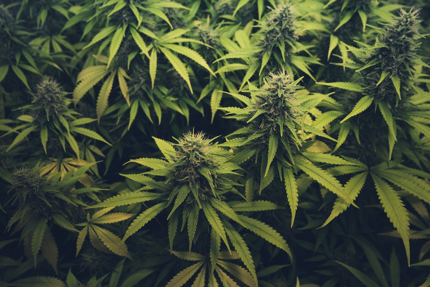 cannabis payment processing.jpg