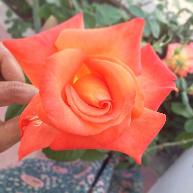 Thanks to the loving care of our gardener and friend, Juana, the roses are going bonkers! Gracias Amiga!