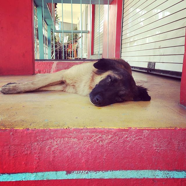 This guy. Perfecting the art of sleeping in colorful entryways. I pass him everyday and it always makes me smile ❤️ #sayulita #sayulitalove #sayulitanayarit #dogsofsayulita