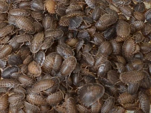 Dubia Roaches