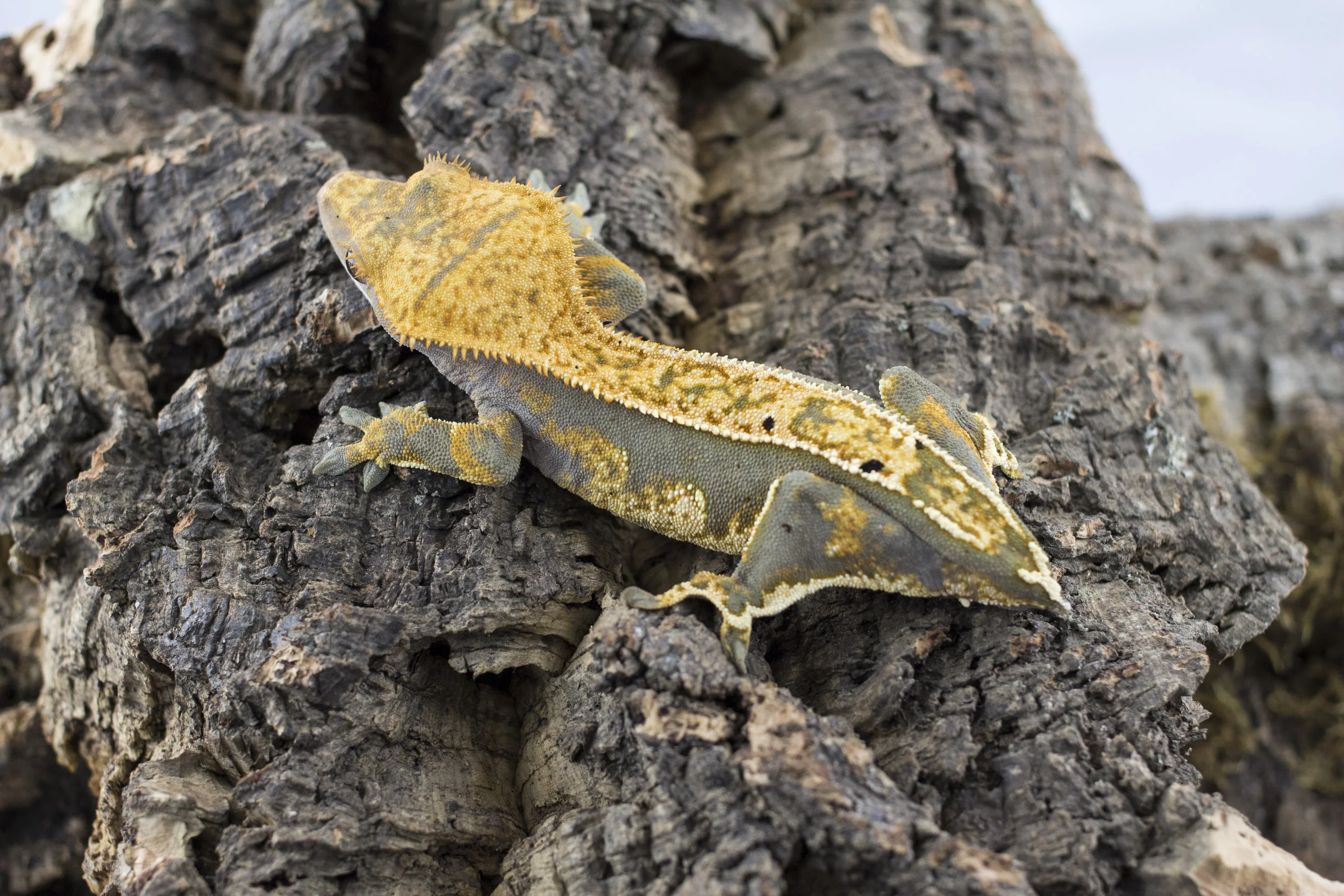 Bumblebee - Proven RTB