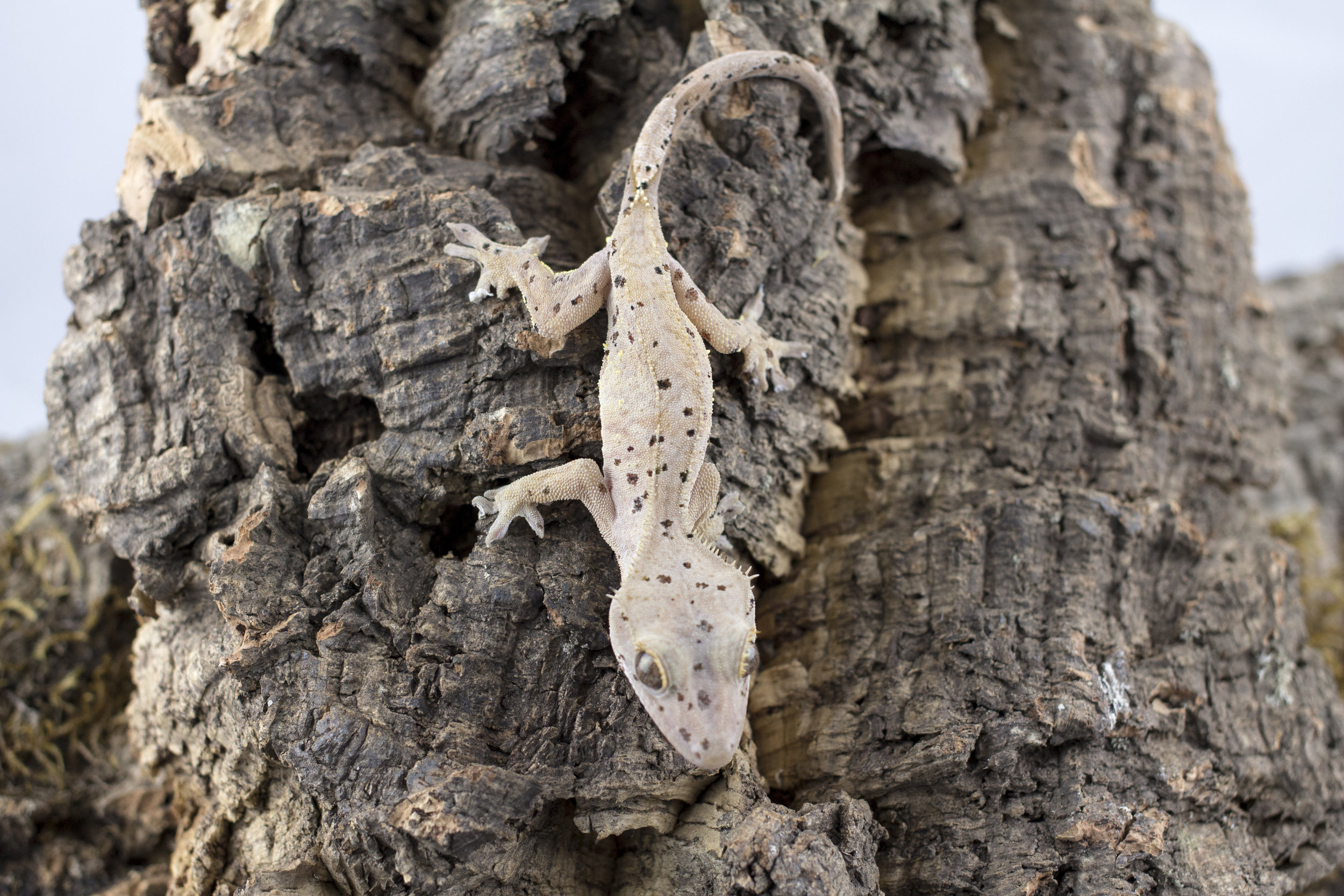 The Dalmation Syndrome