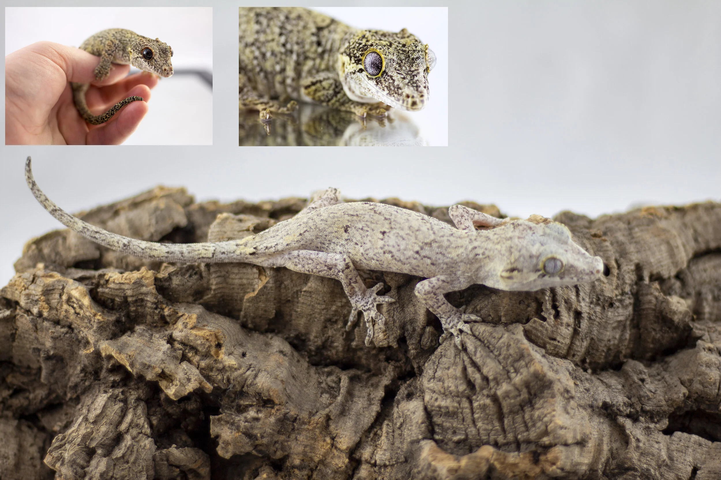 Phantom Eyed White/Black/Yellow Retic - Nein