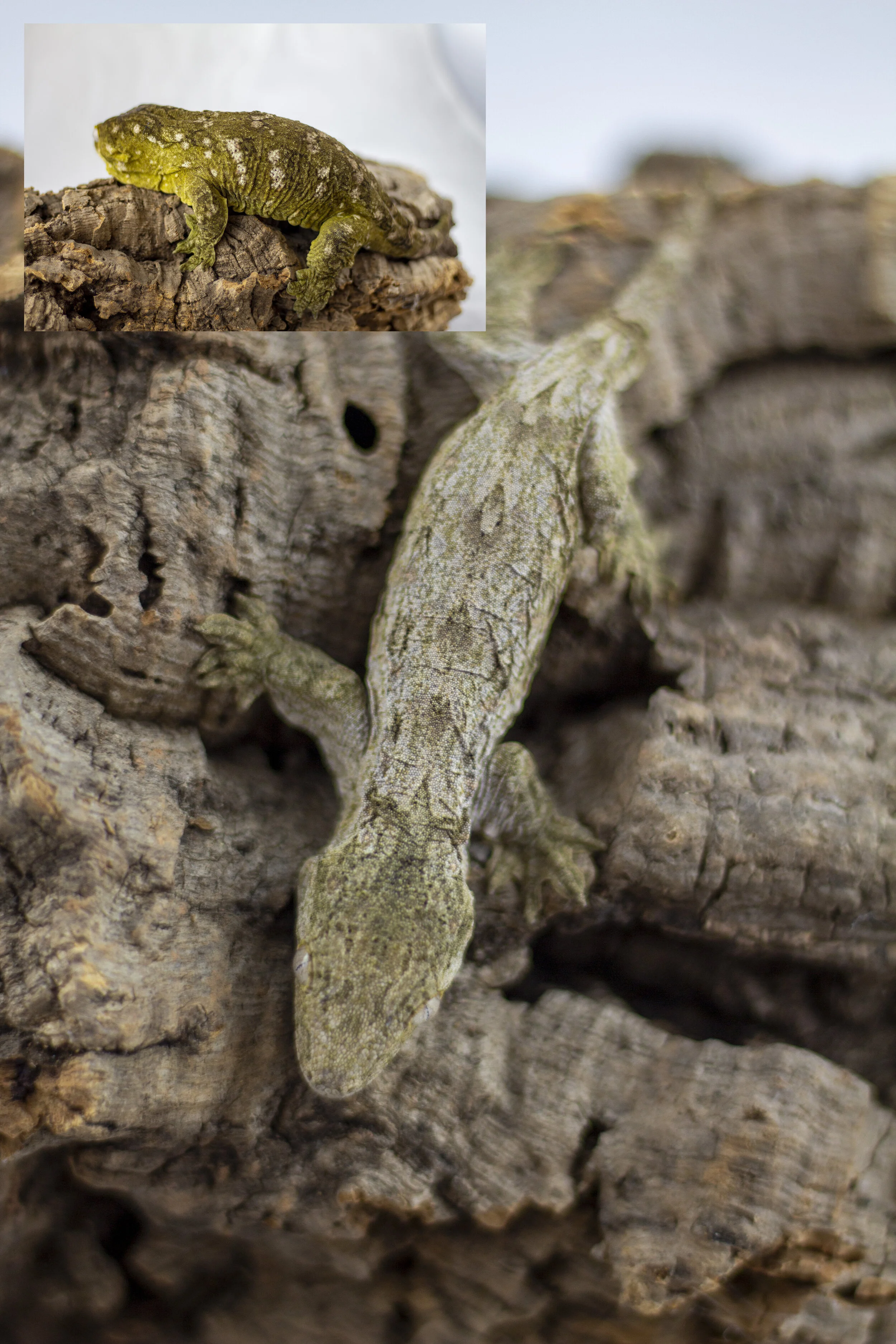 Pine isle offspring - OZ11