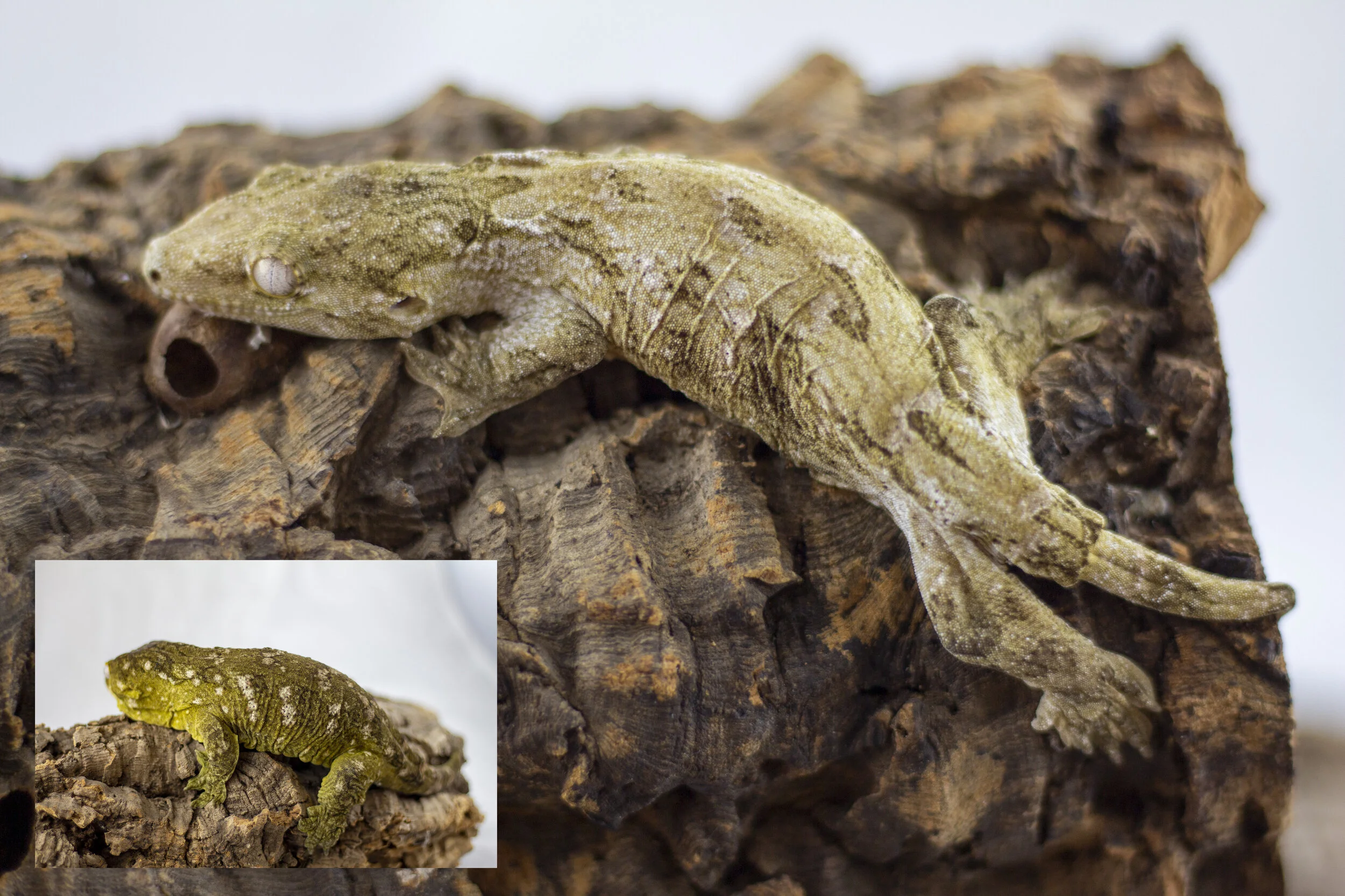 Pure Pine Isle - OZ2