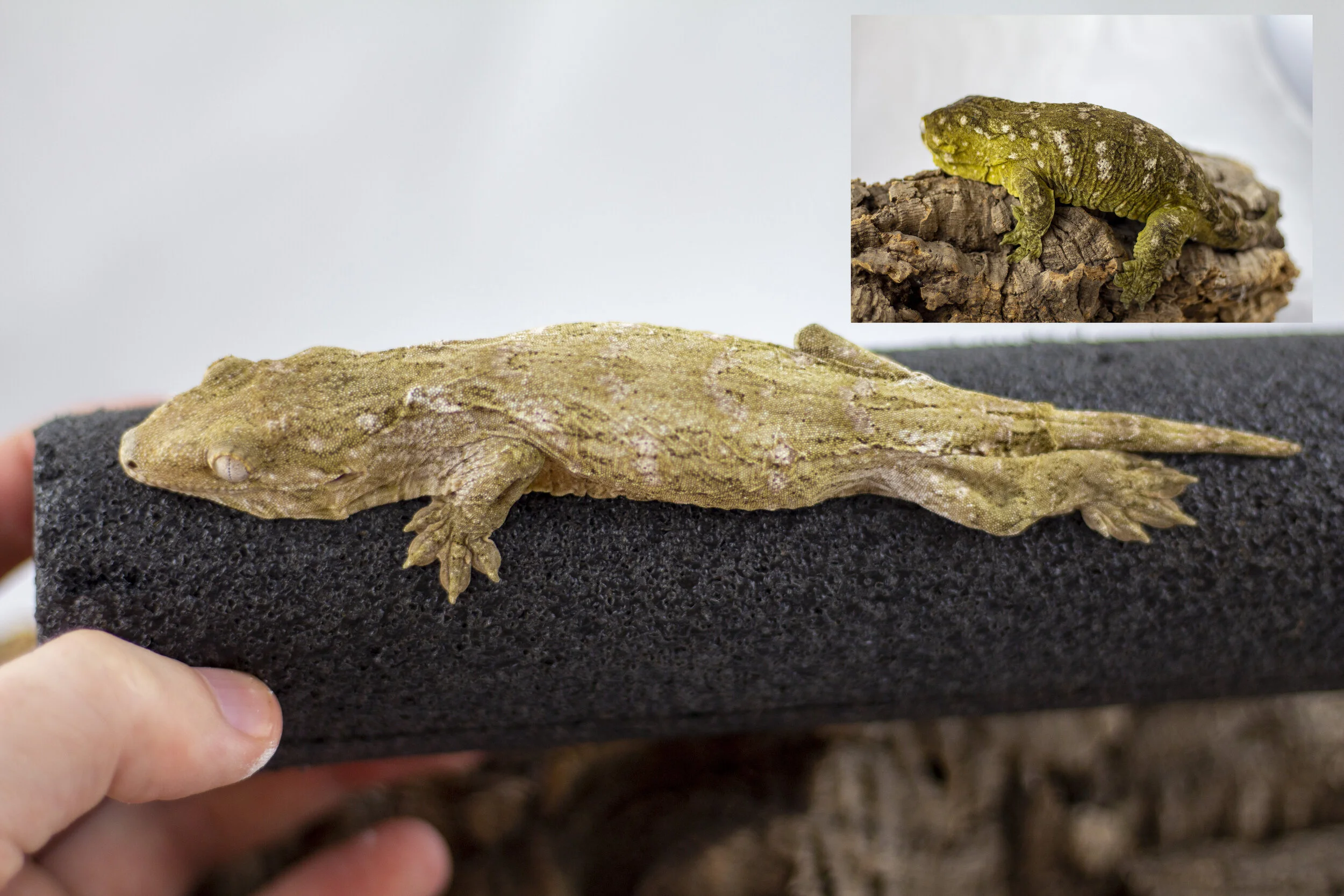 Pure Pine Isle - OZ6