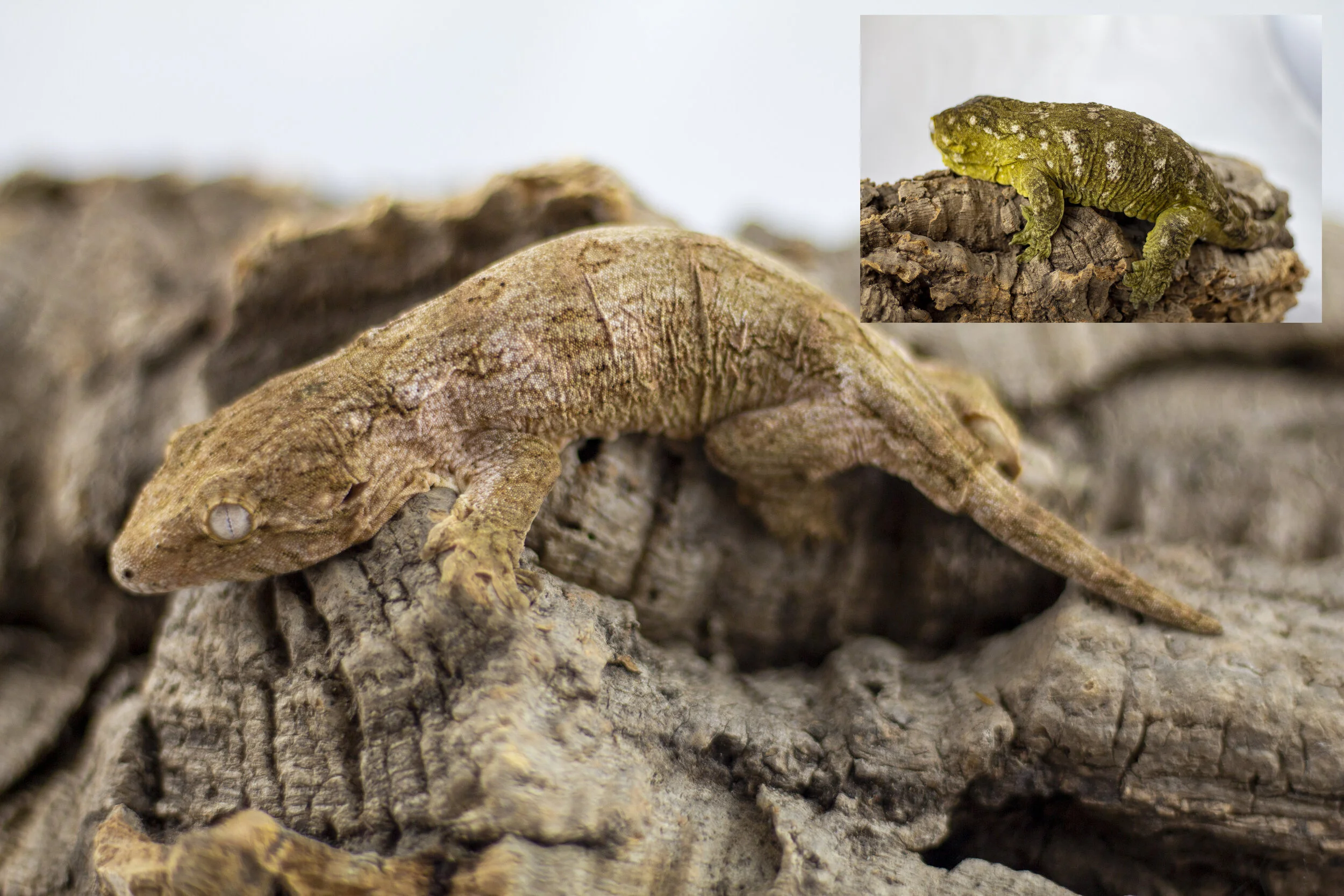 Pure Pine Isle - OZ8