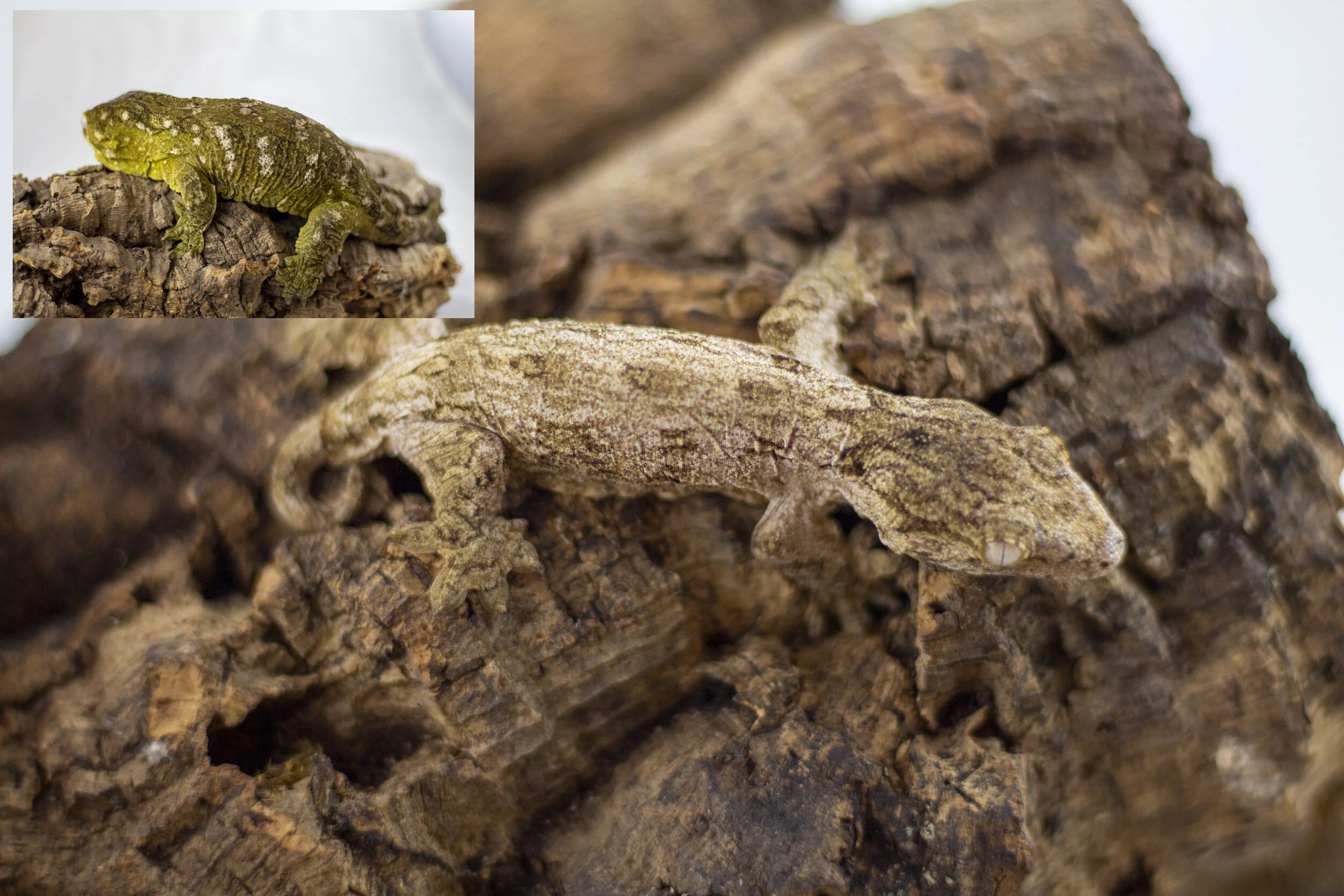 Pure Pine Isle - OZ12