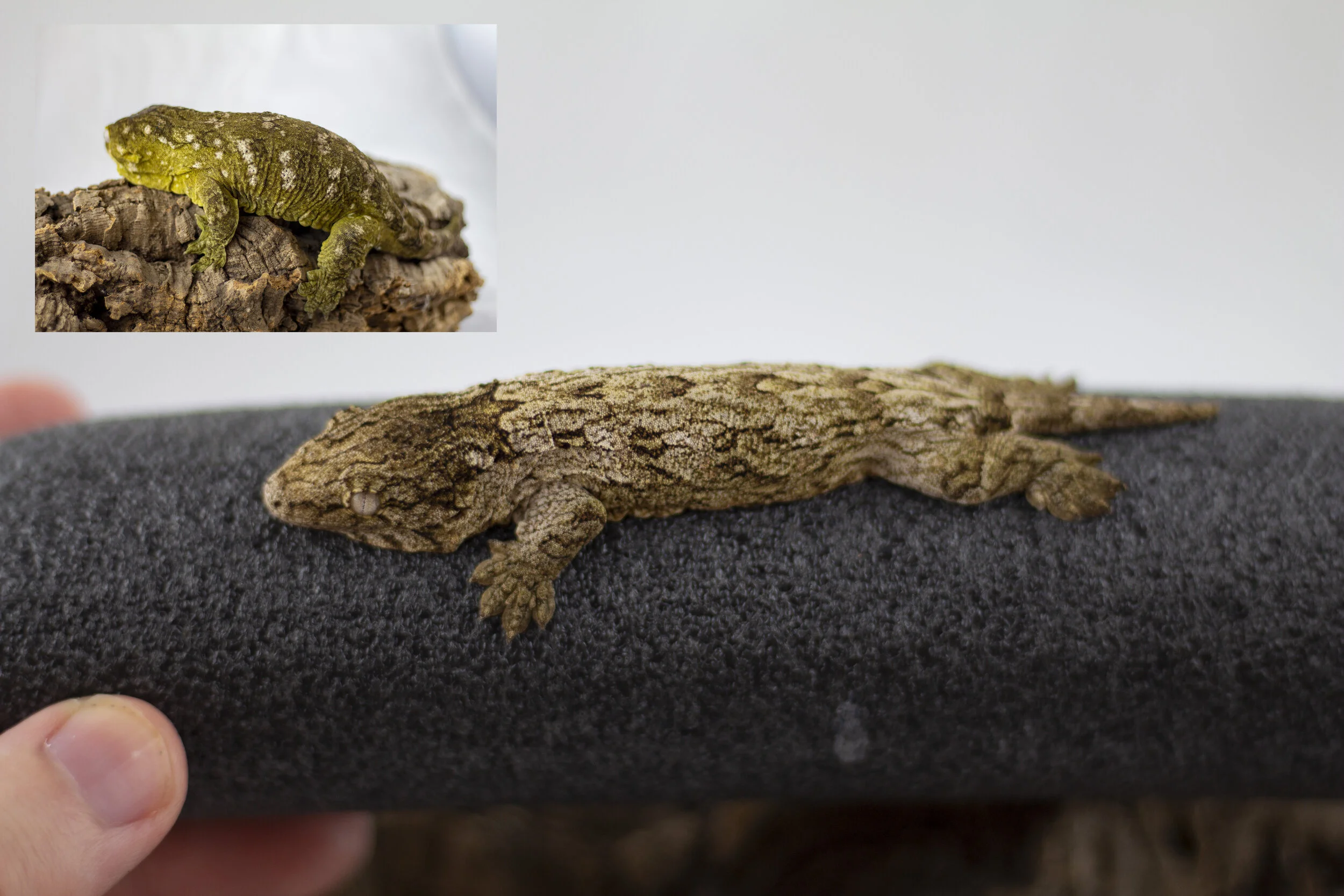 Pure Pine Isle - OZ13