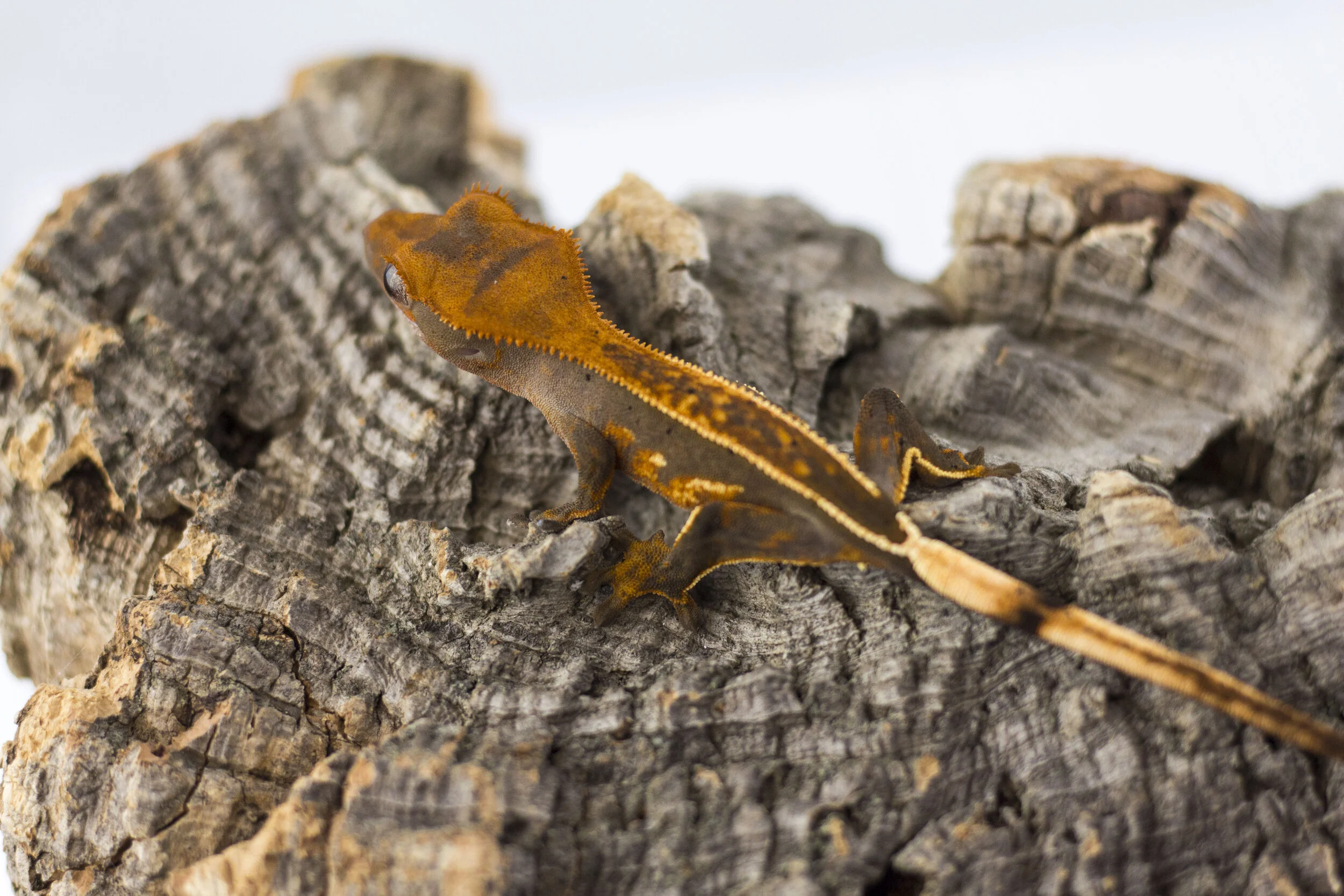 Partial Pinstripe Dalmation