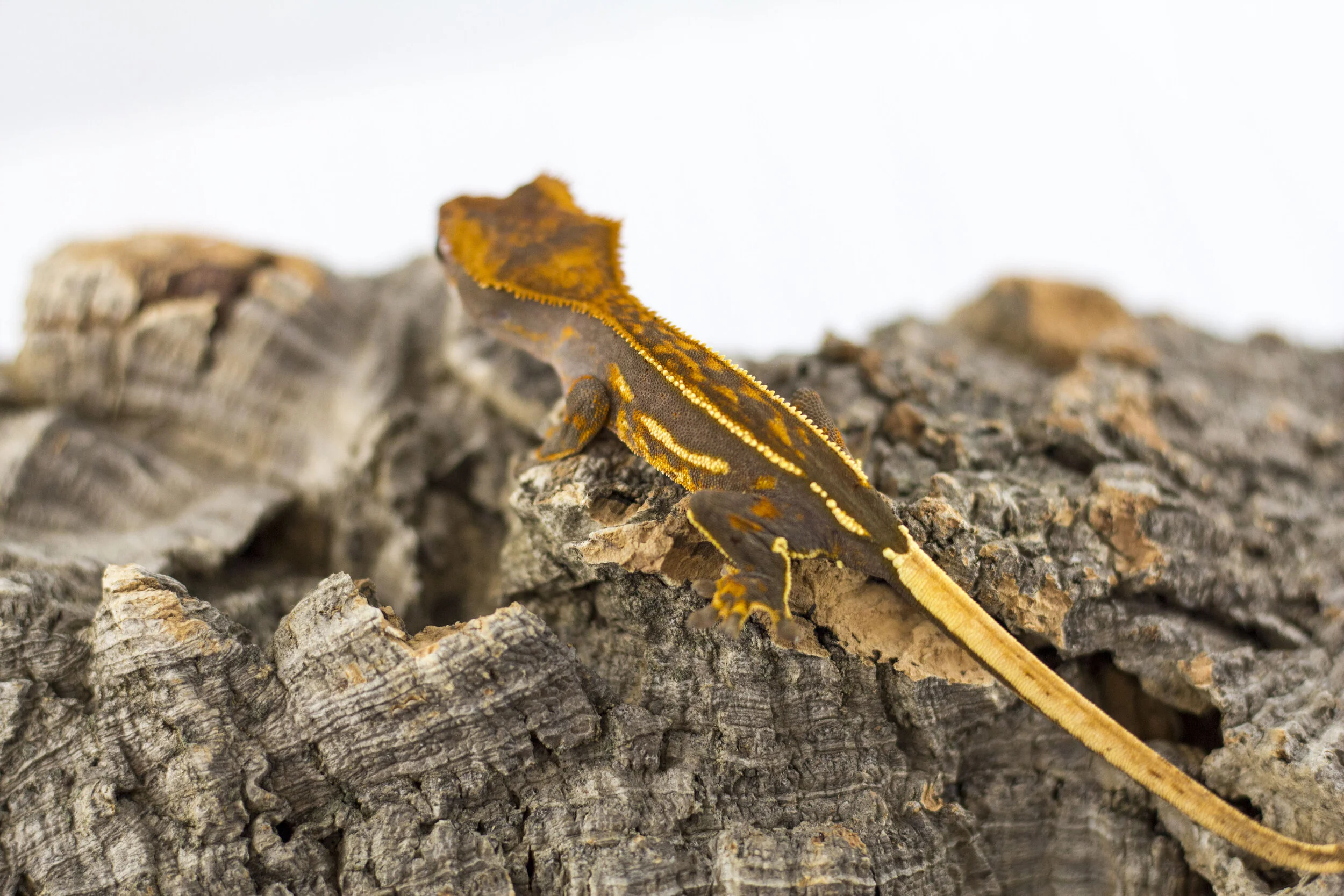 Partial Pinstripe Softscale - BM2