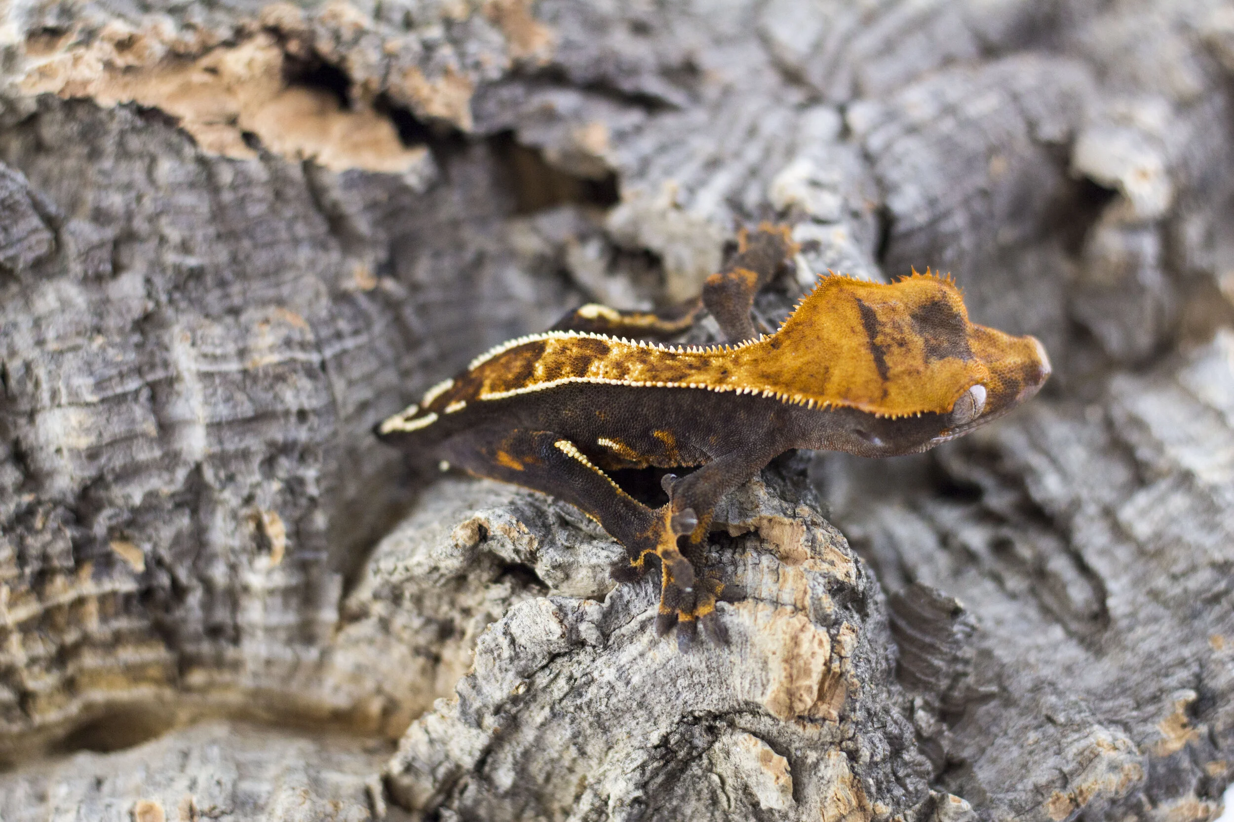 Black Pinstripe Female - Nona