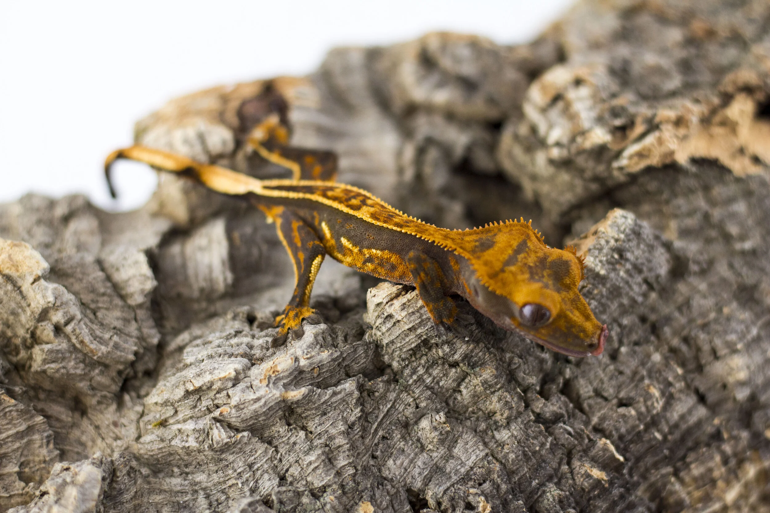 Full Pinstripe Softscale - PM5