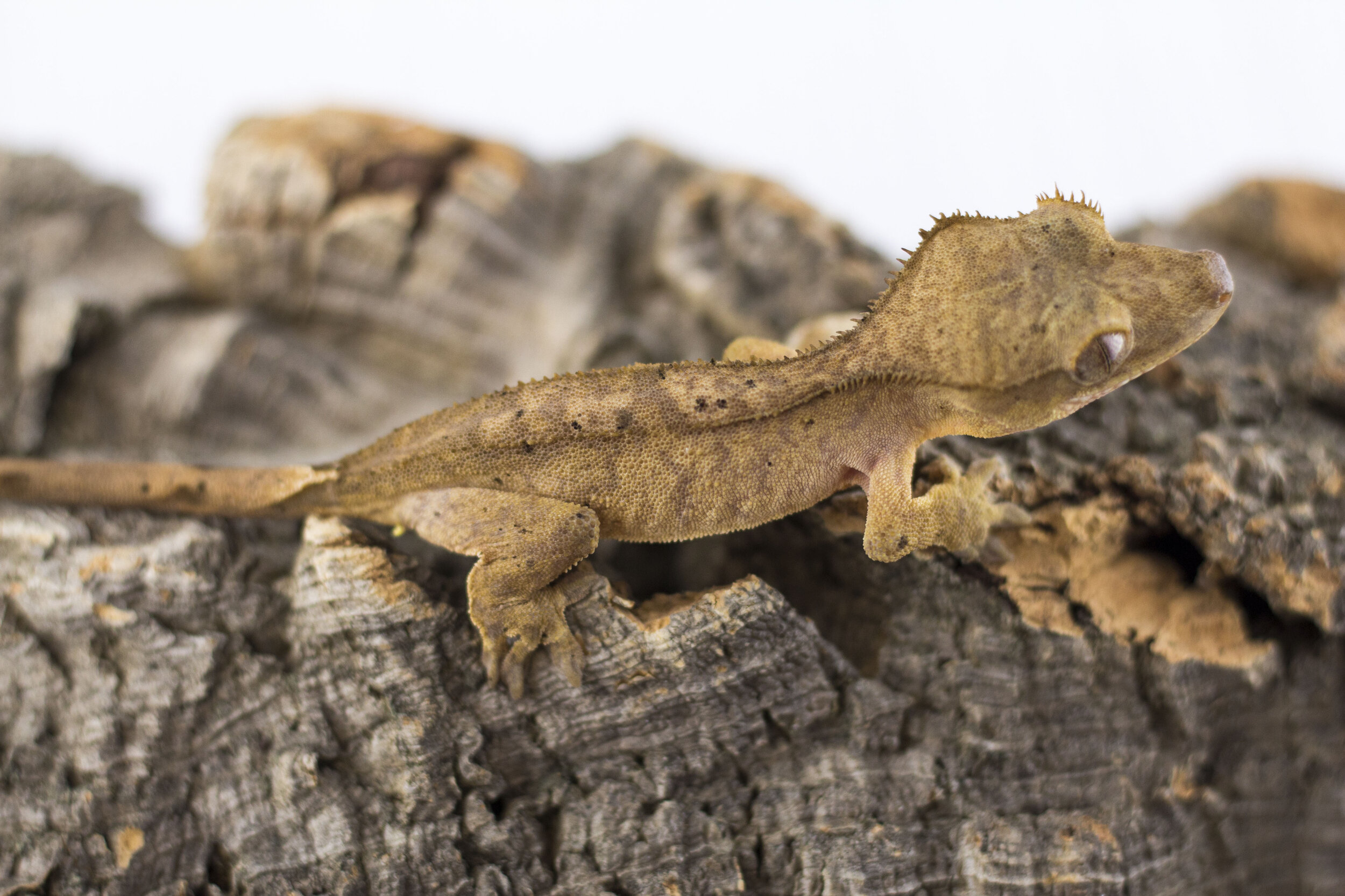 Dalmation Bicolor - Shenzi
