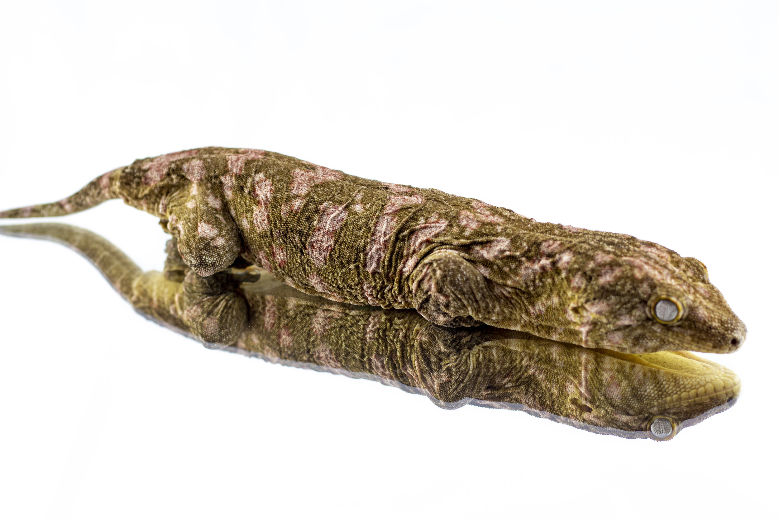 Edith - Pine Isle x Nu Ami