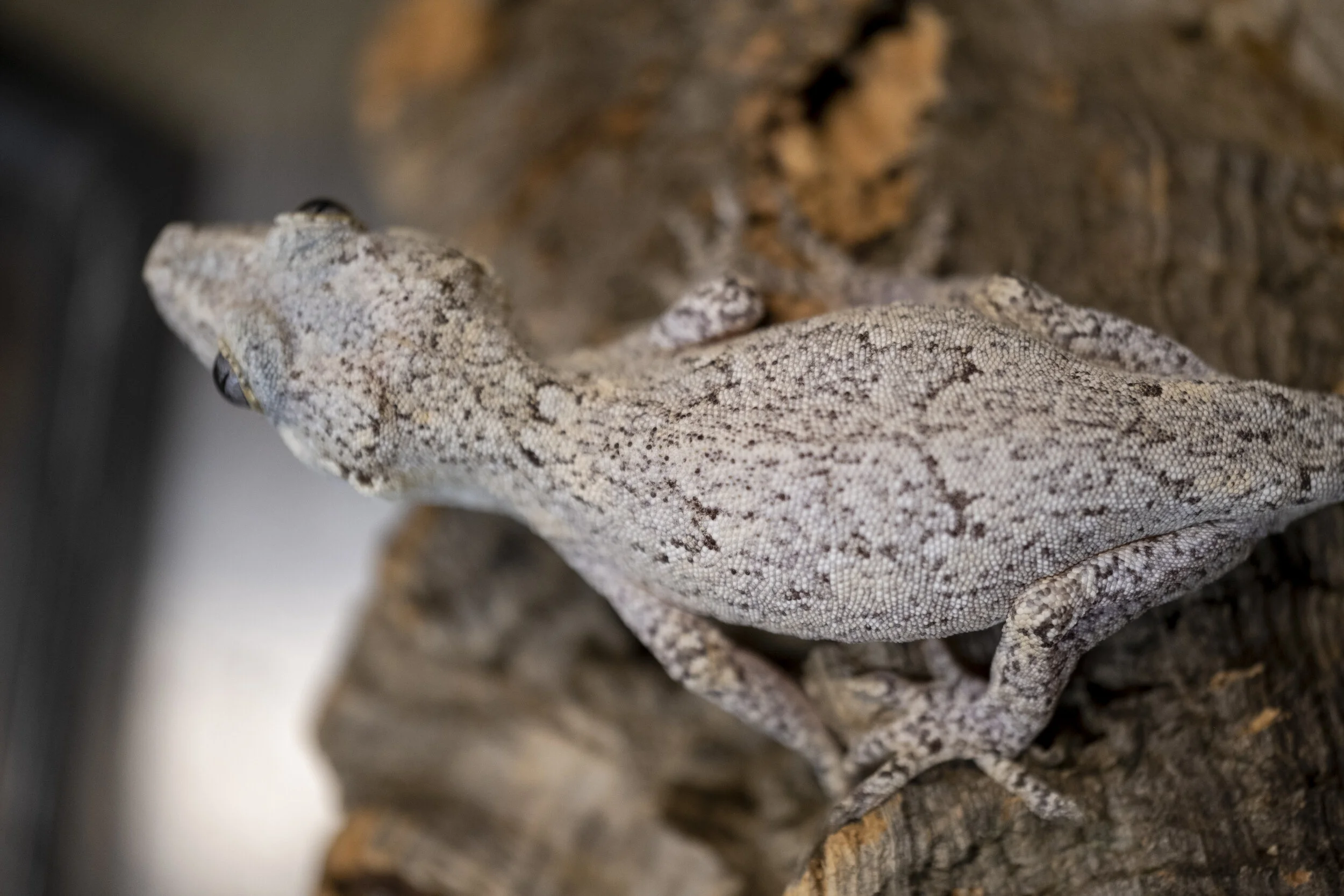 Available Geckos — The Phantom Gecko