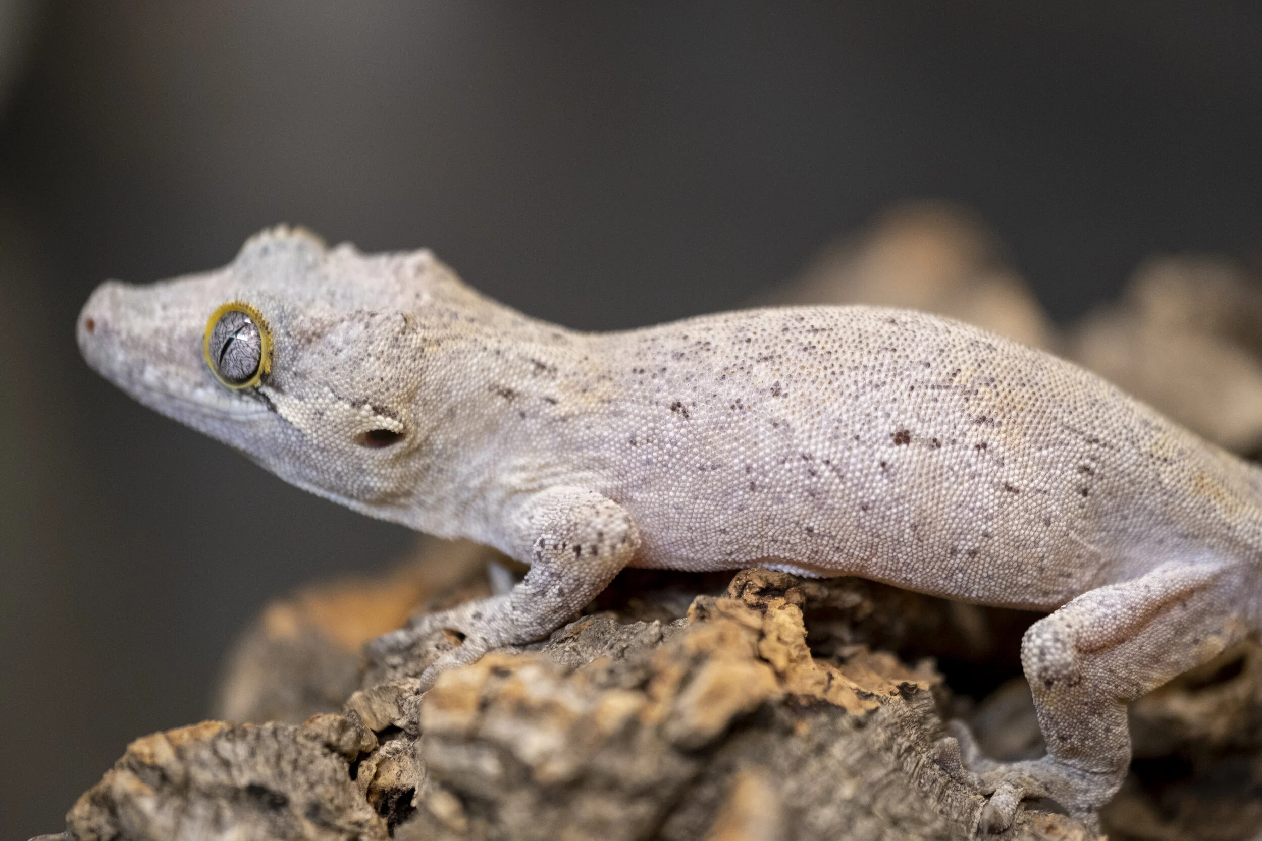 Available Geckos — The Phantom Gecko