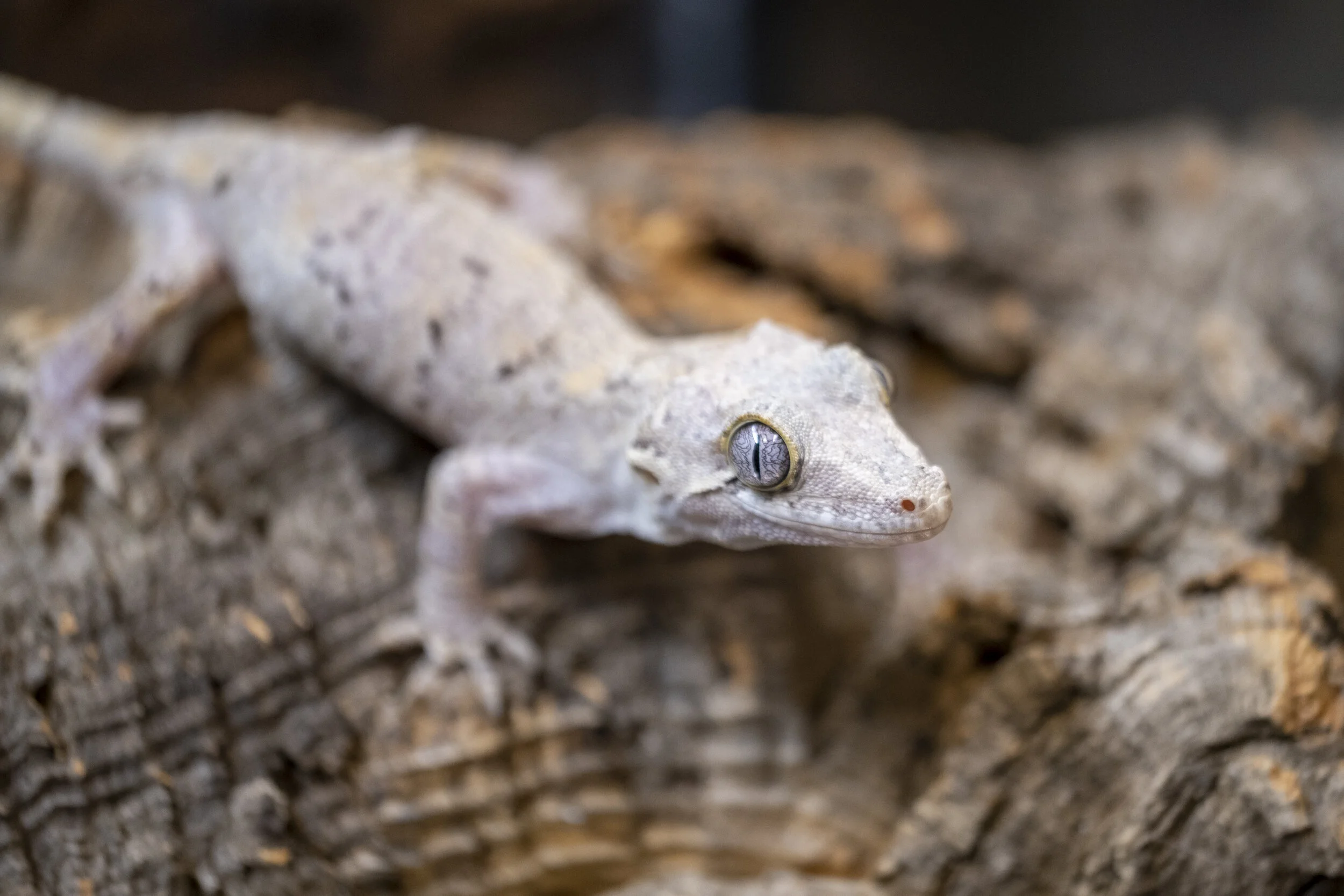 Phantom Eyed White/Black/Yellow Retic β The Phantom Gecko