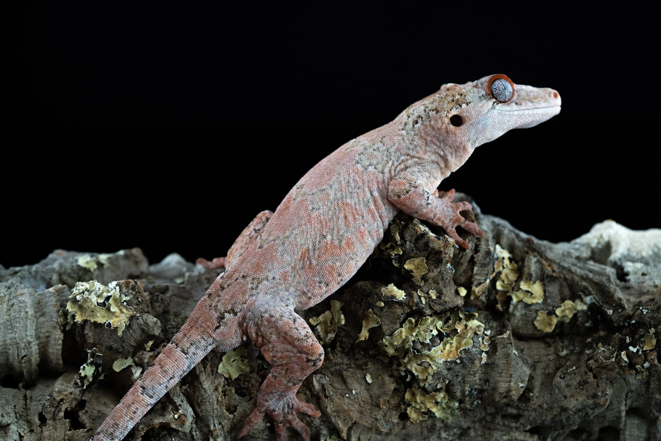 Jesse Pinkman