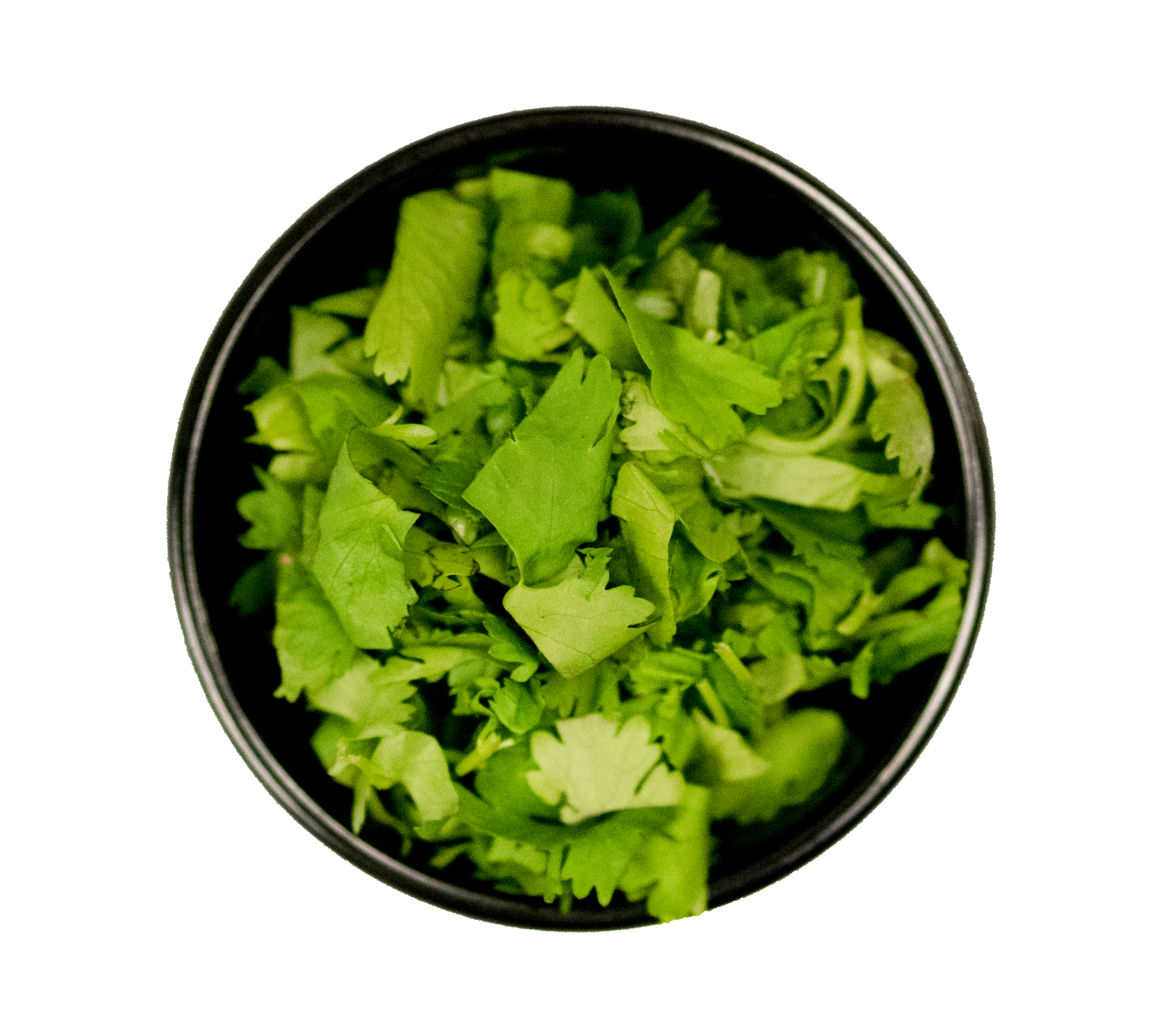 CILANTRO