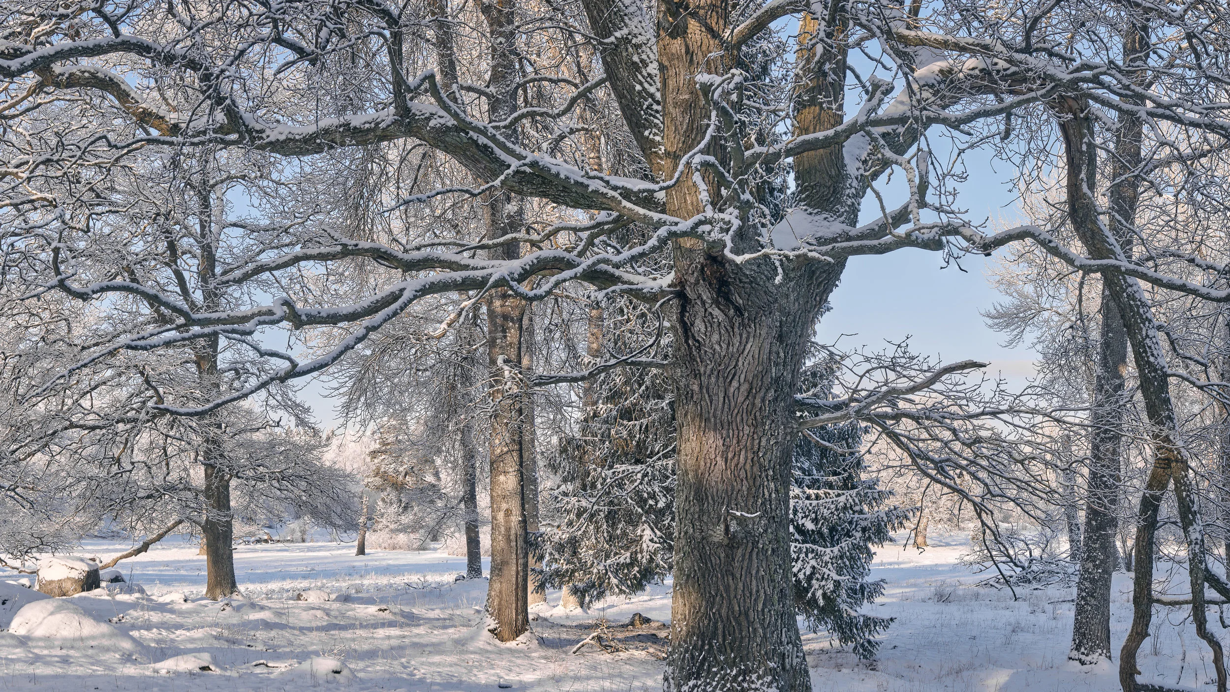 Molnsätra naturreservat - 20190126 - 171-C1-Pano 2 - Web16x9.jpg