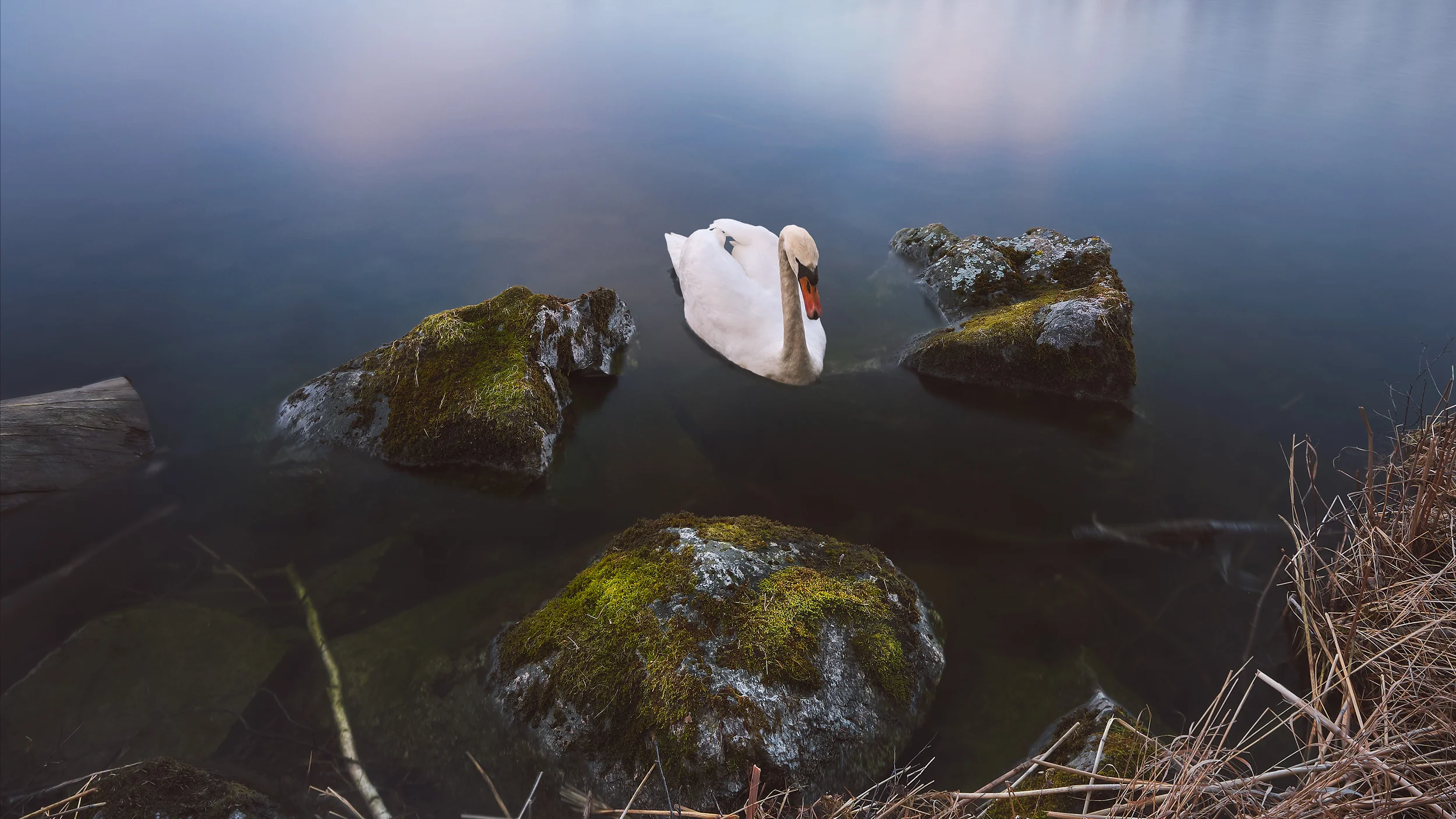 The-swan-2500pxl-16x9-[Sharpened].jpg