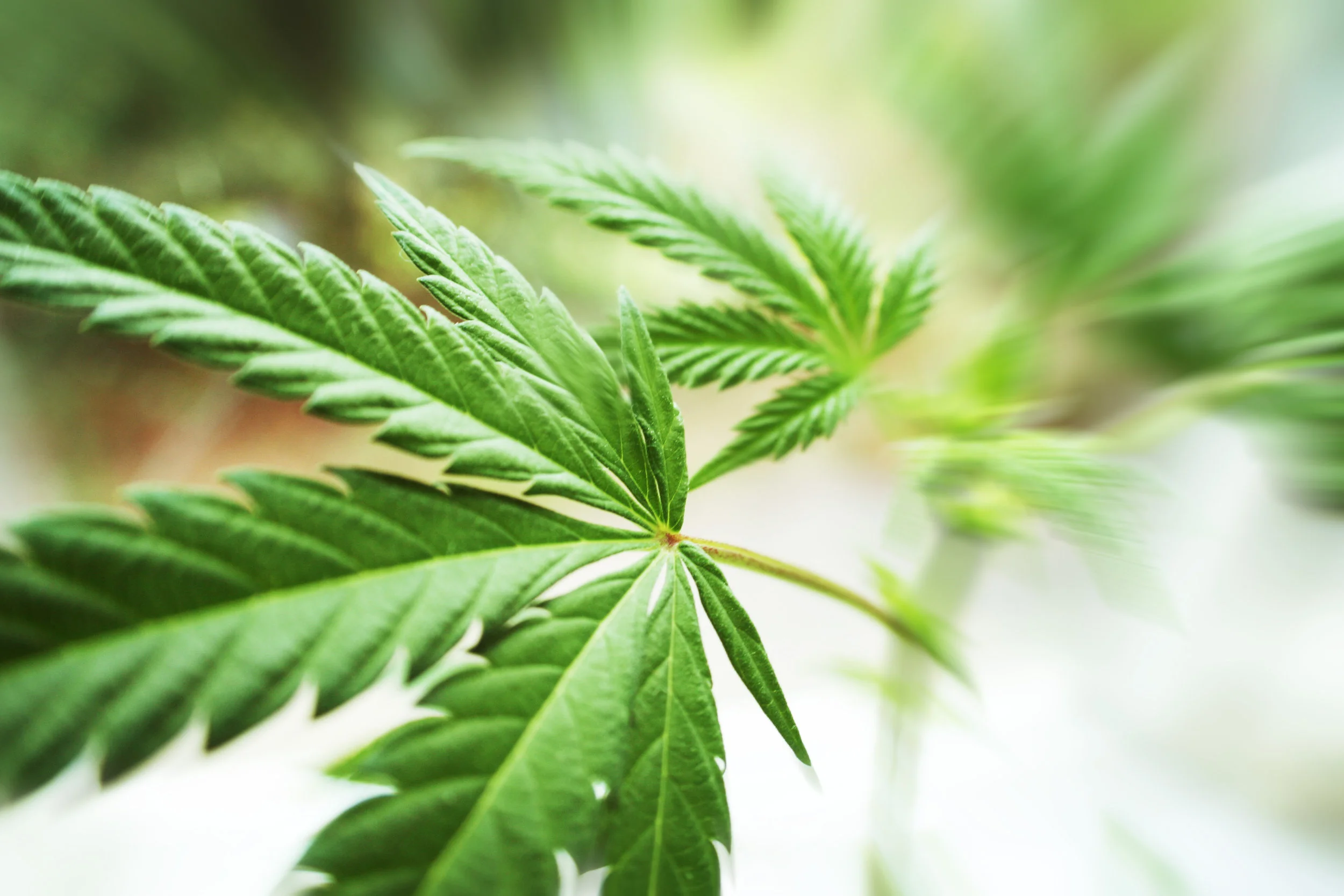 Florida Medical Marijuana Laws