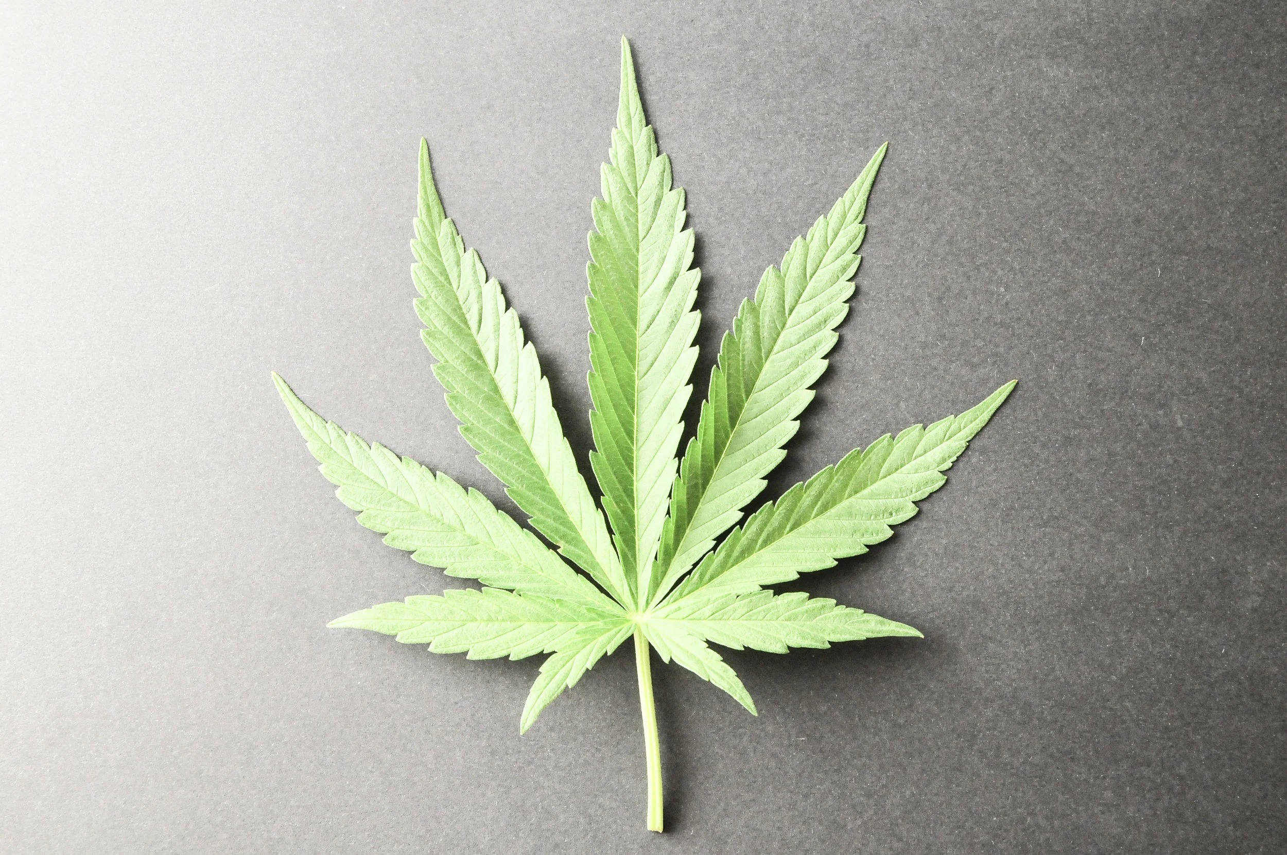 Resource Round Up: A Florida Medical Cannabis Patient Guide