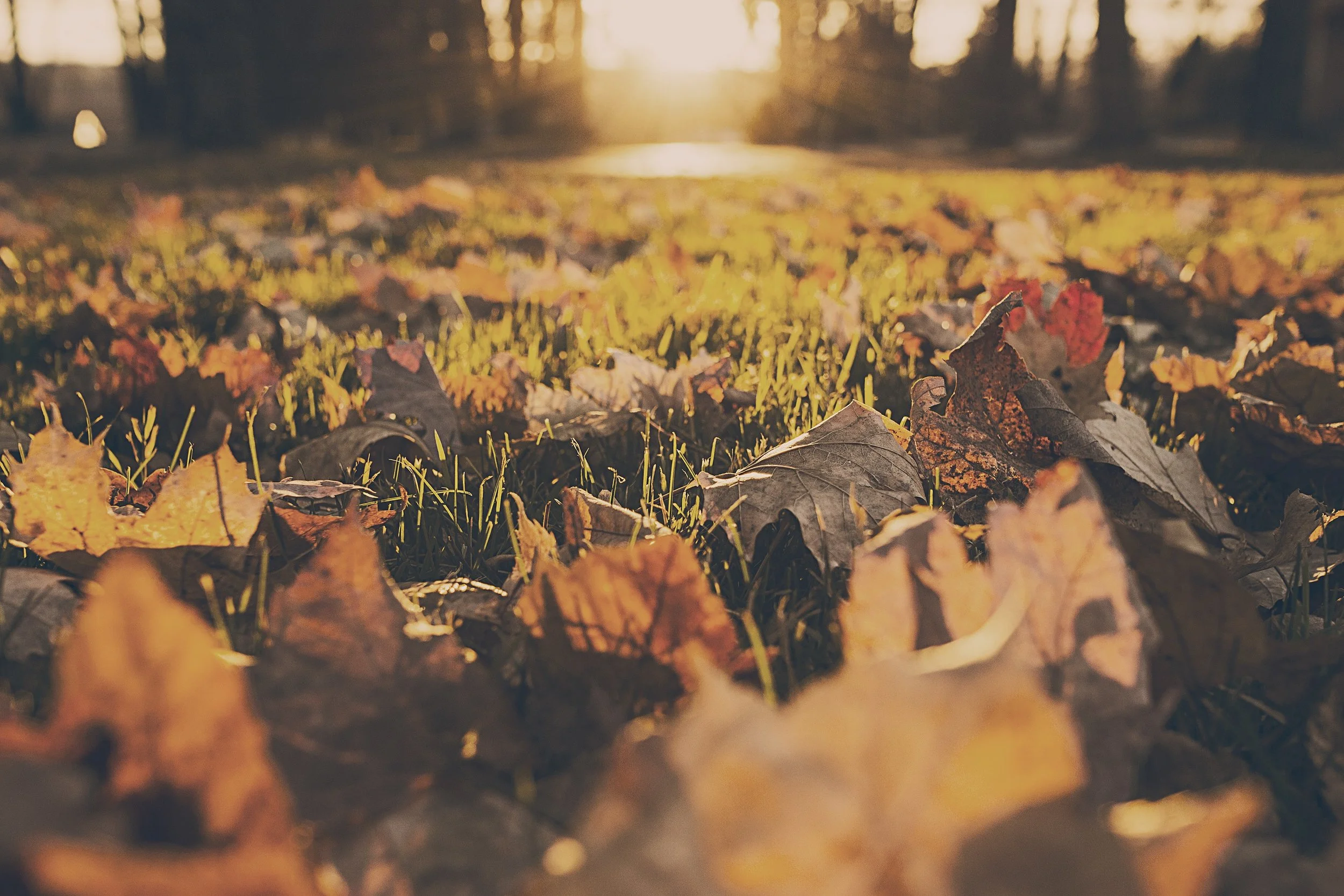 Tips for Beautiful Fall or Winter Photos