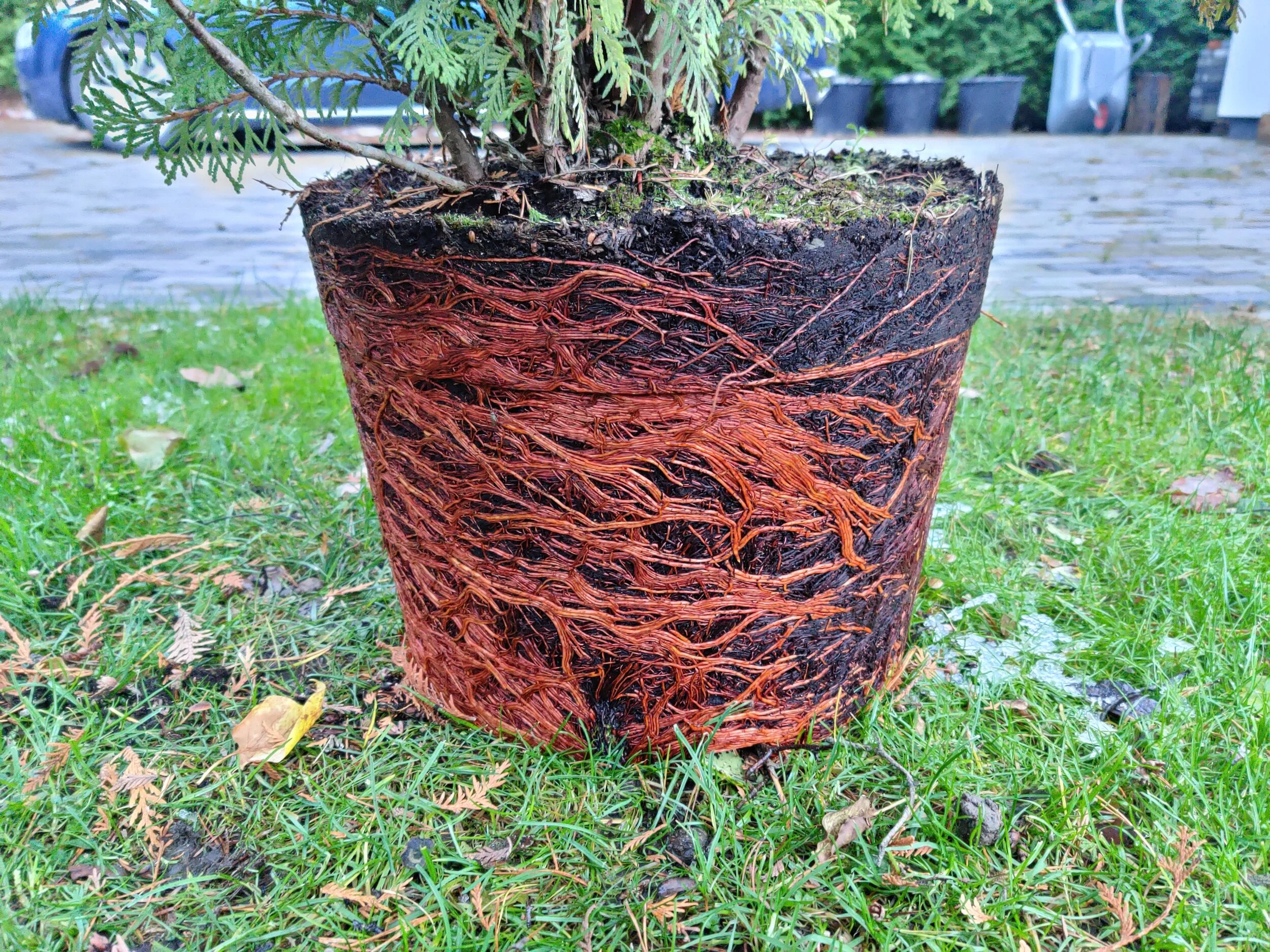 7 lihtsat nippi, mida silmas pidada õige istiku valikul ja istutusel