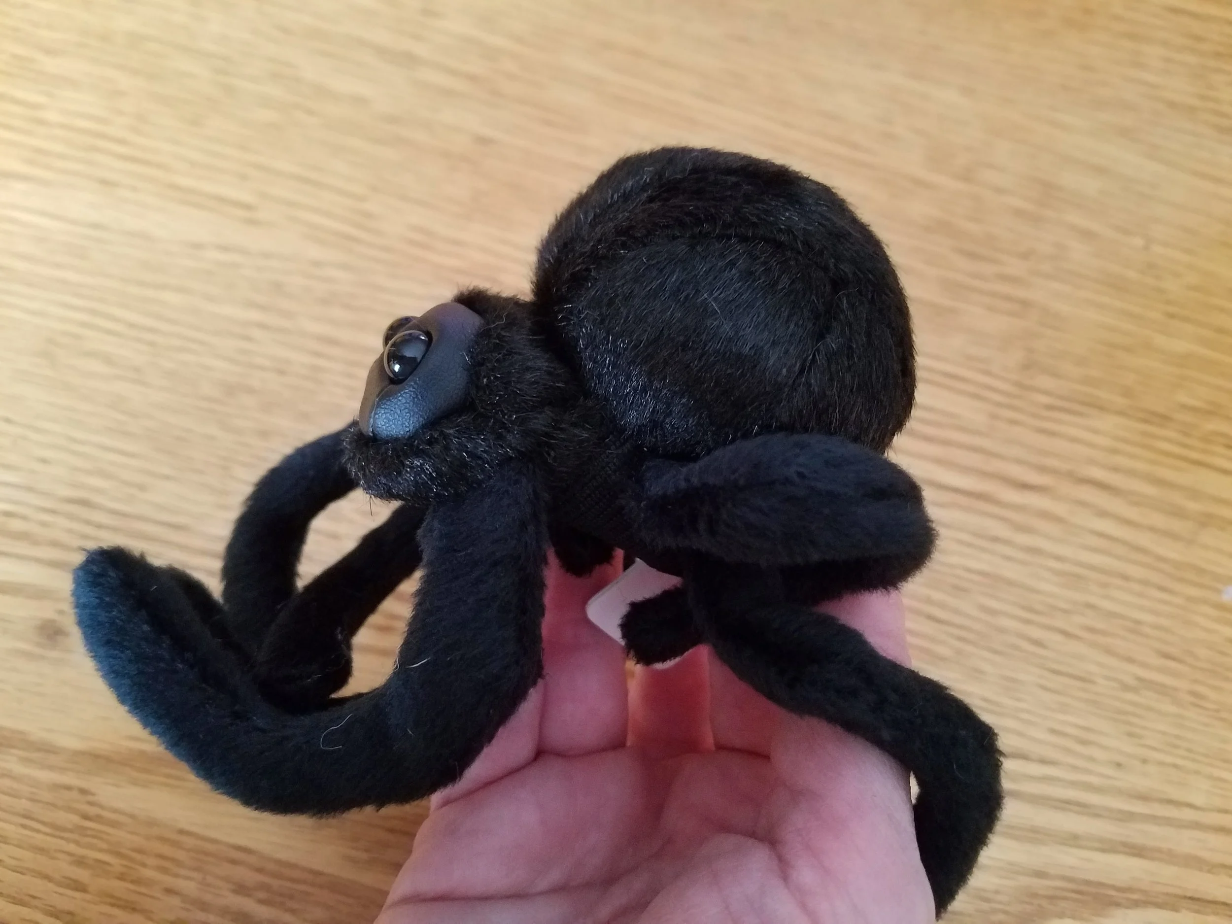spider2.jpg