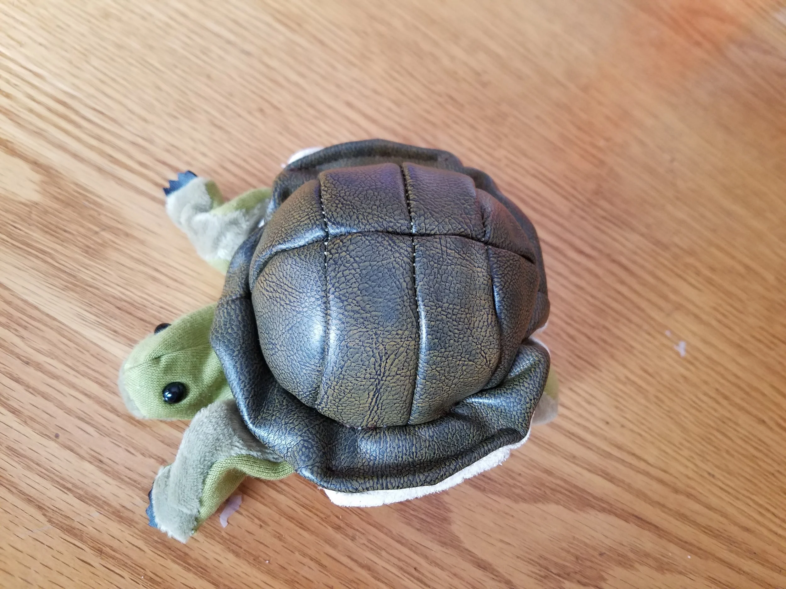 mini turtle1.jpg