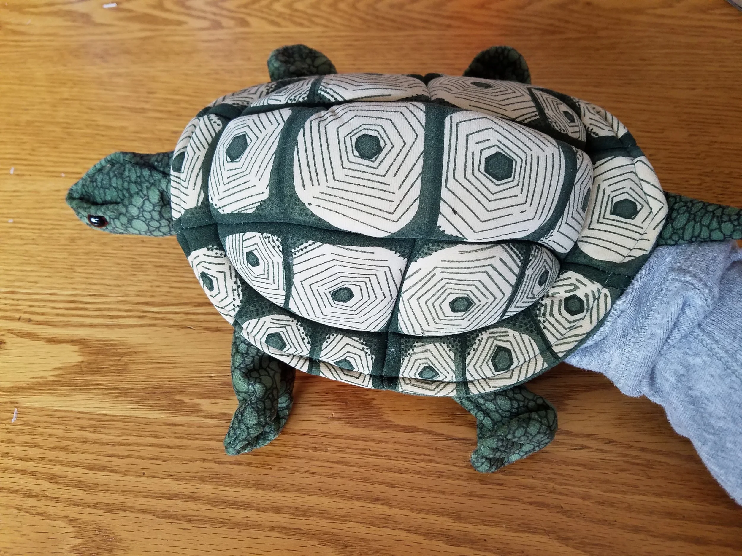 tortise1.jpg